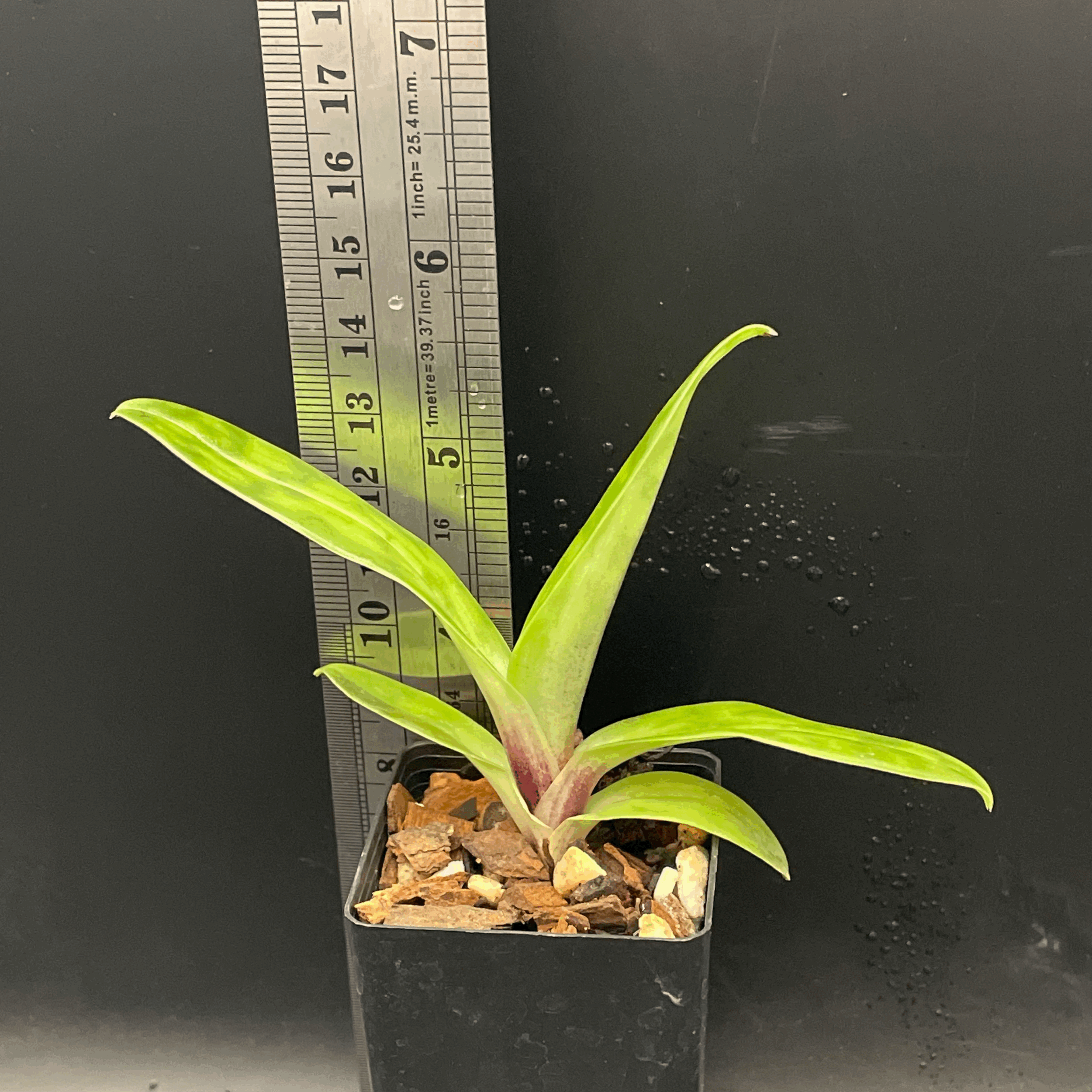 Paphiopedilum Impulse × Hsinying Leopard seedling for sale in NZ – grown by Orchid Obsession