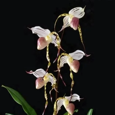 Paph+stonei+%27The+Best%27.jpg
