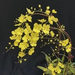 Zelenkoa onusta flowers - arching spray of pure yellow blooms approximately 2 cm wide