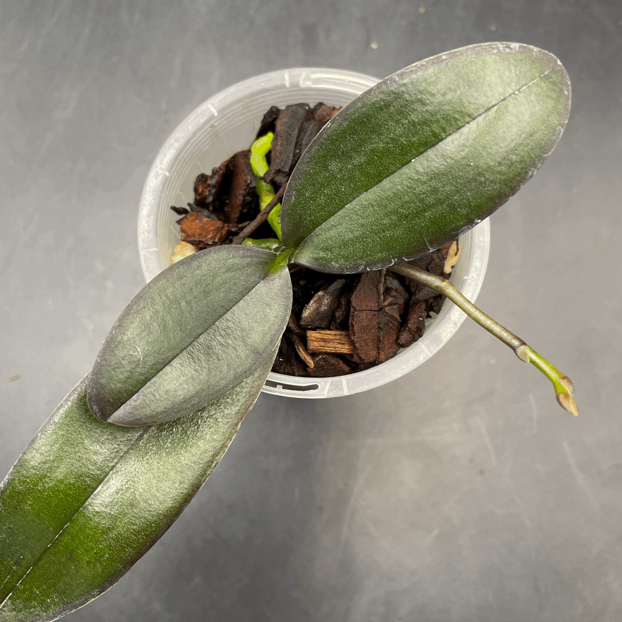 Phalaenopsis Lioulin Sparrow ‘Peloric’ seedling for sale in NZ – grown by Orchid Obsession