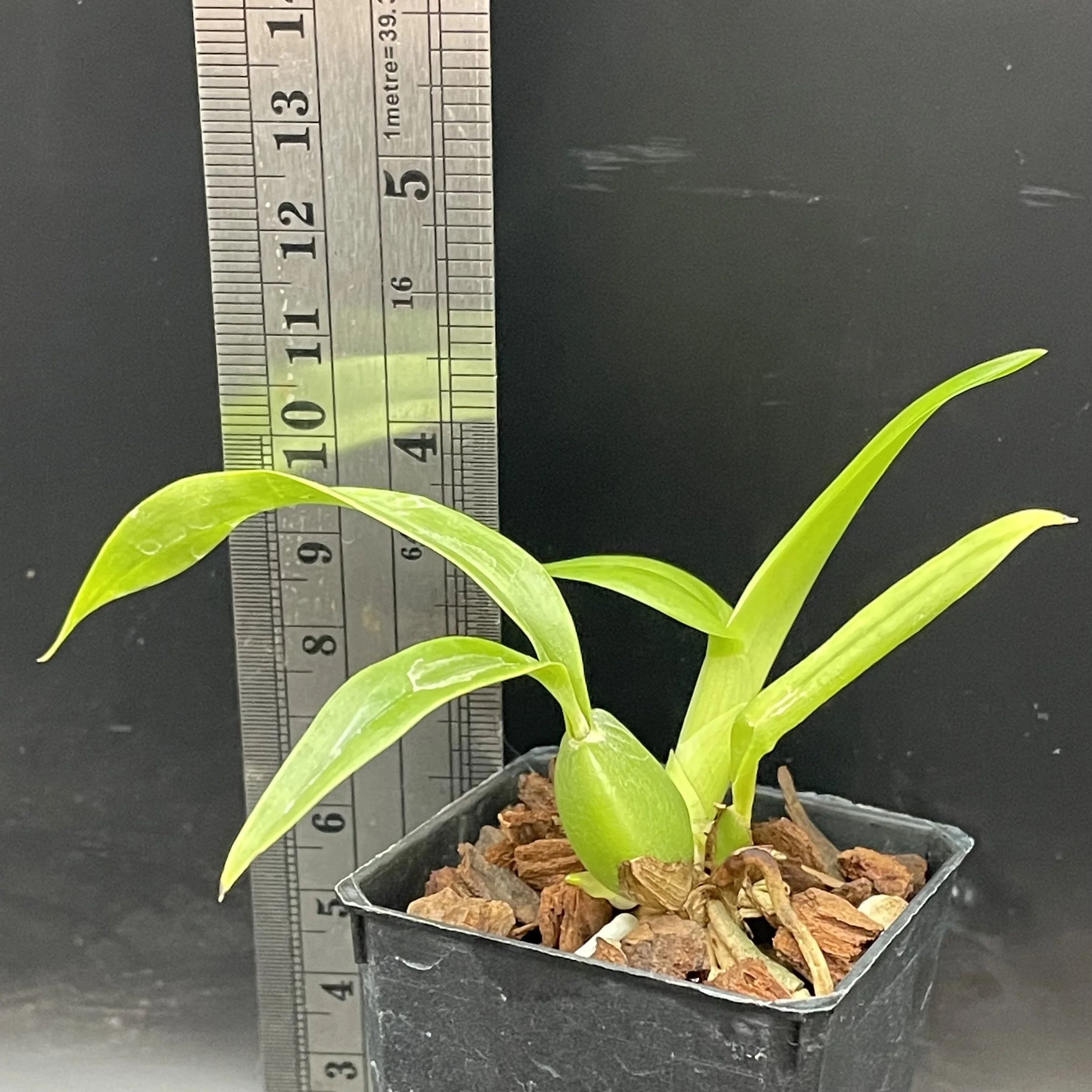 Prosthechea cochleata seedling for sale in NZ – grown by Orchid Obsession