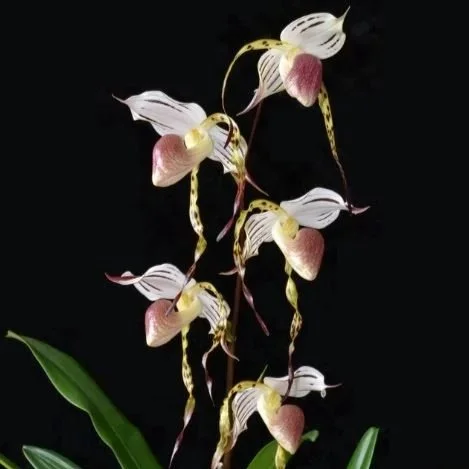 Paphiopedilum stonei ‘The Best’ parent orchid – classic stonei form with strong striping and elegant petal shape