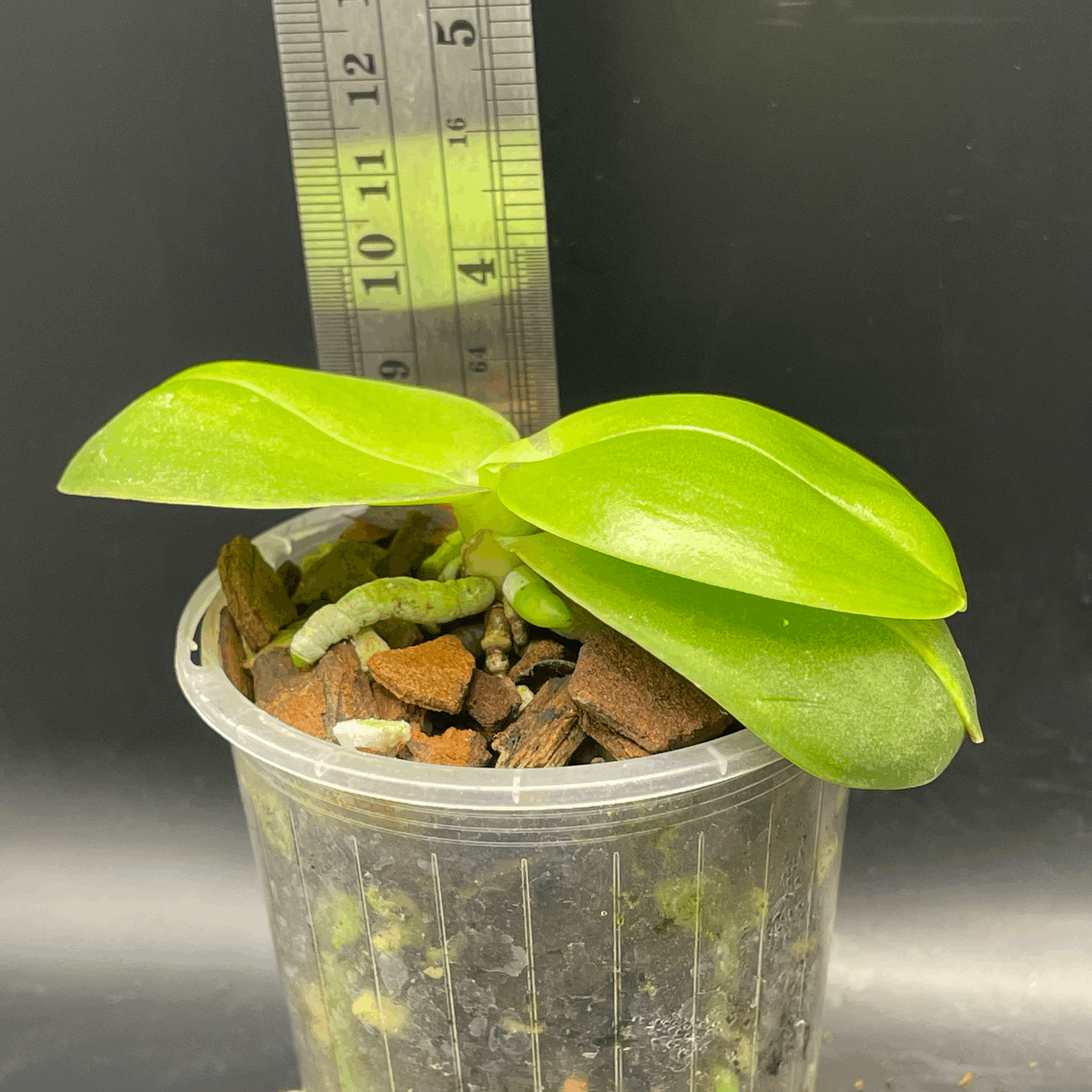 Phalaenopsis Mituo Sunrise × GW Green World seedling for sale in NZ – grown by Orchid Obsession