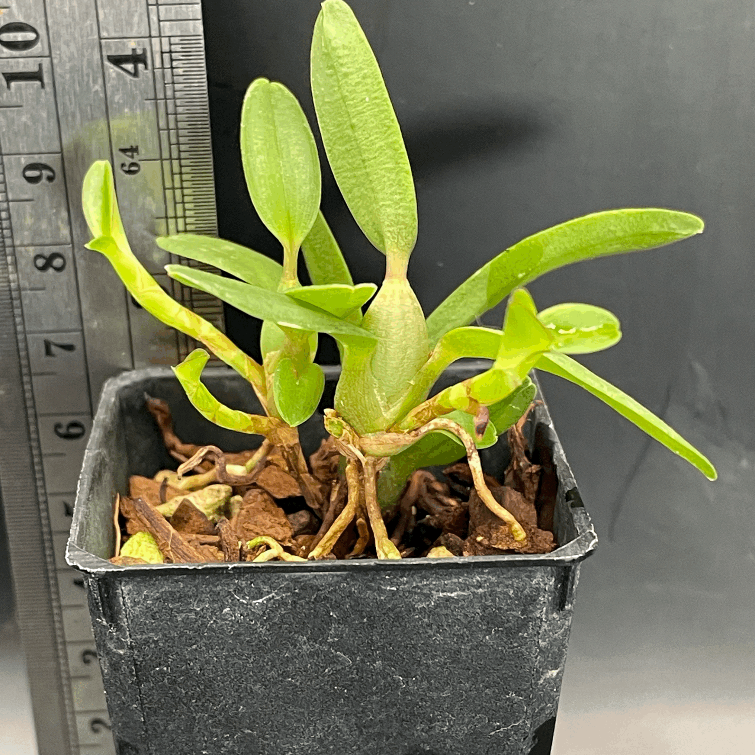 Maxillaria sophronitis plant for sale in NZ – grown by Orchid Obsession