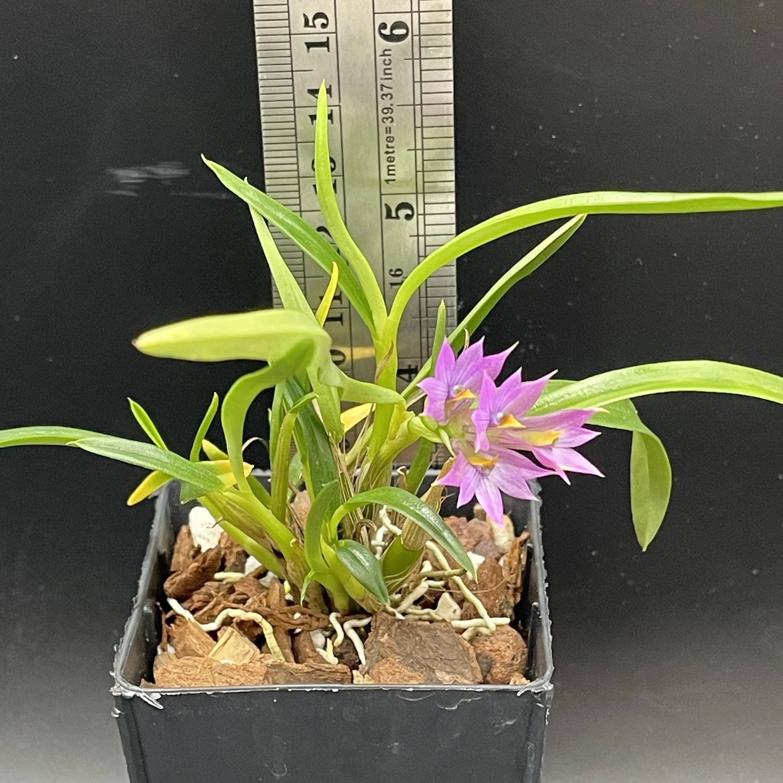 IN FLOWER: Dendrobium Standing Ovation