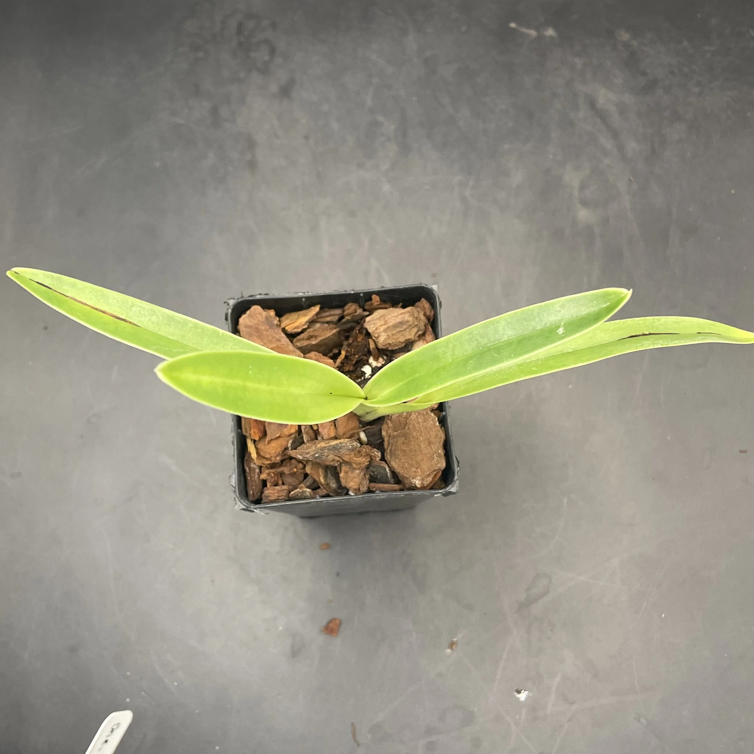 Paphiopedilum stonei × Hilo Black Eagle seedling for sale in NZ – grown by Orchid Obsession