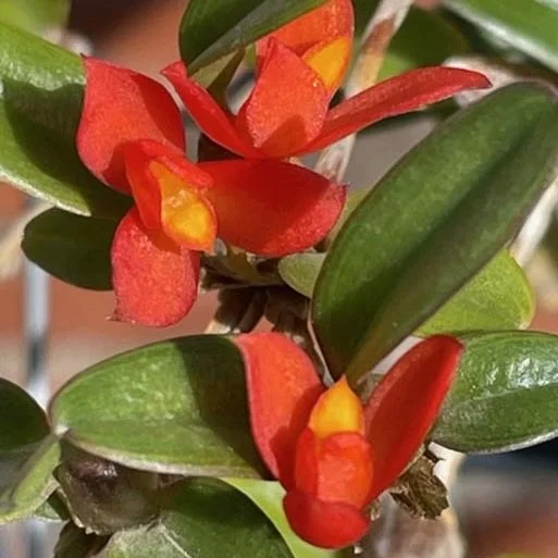Maxillaria sophronitis flower – vivid orange-red miniature orchid bloom from cloud forest species