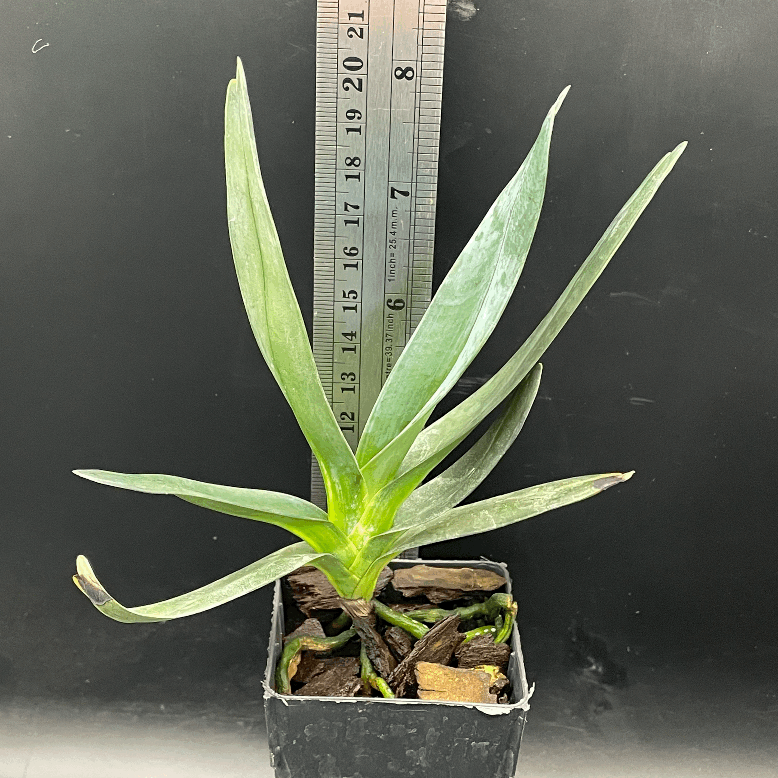 Angraecum sesquipedale seedling for sale in NZ – grown by Orchid Obsession