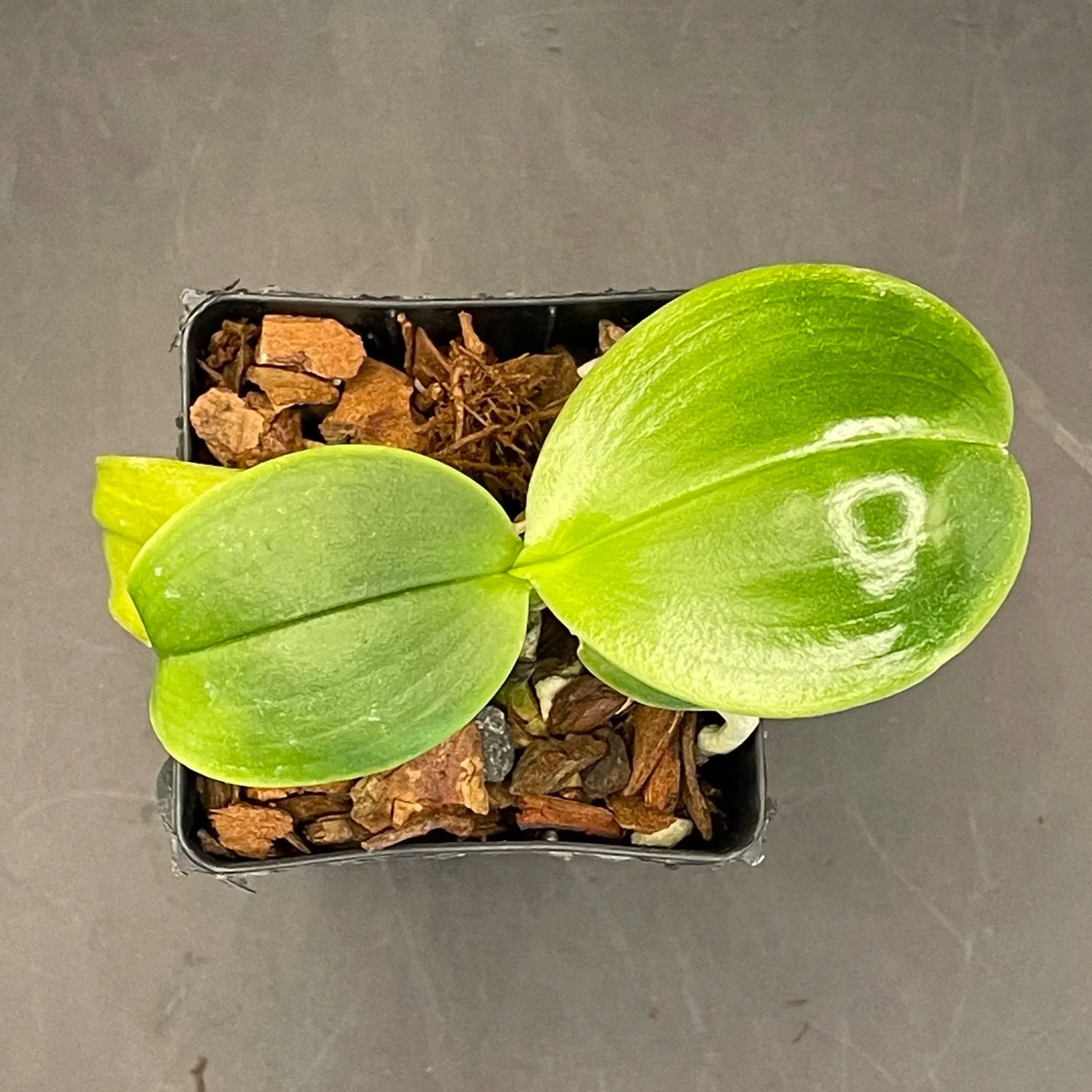 Phalaenopsis Montclair Sunset ‘POM’ seedling for sale in NZ – grown by Orchid Obsession