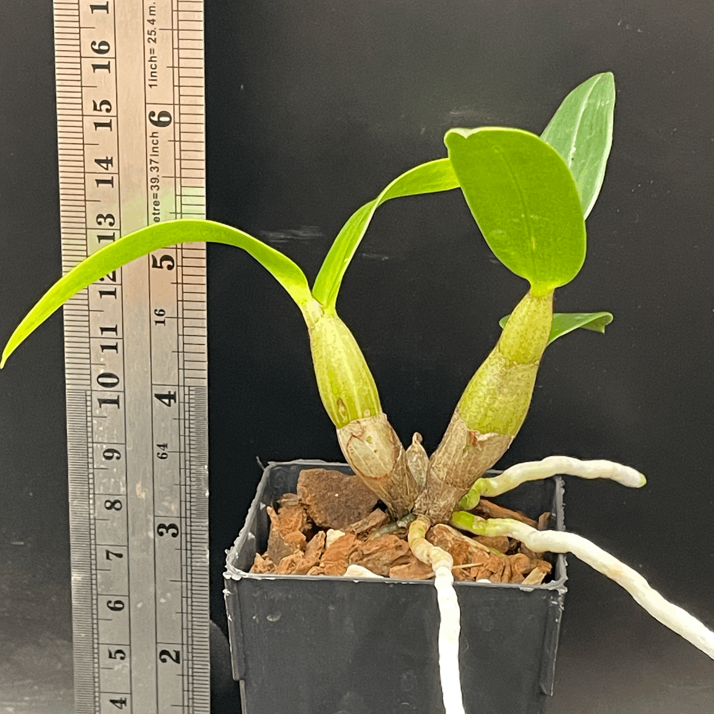 Dendrobium Roongkamol Vejvarut 'Yellow Form' seedling for sale in NZ – grown by Orchid Obsession