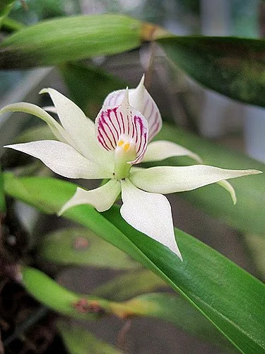 Prosthechea fragrans flower – pale greenish-white petals with purple-striped lip