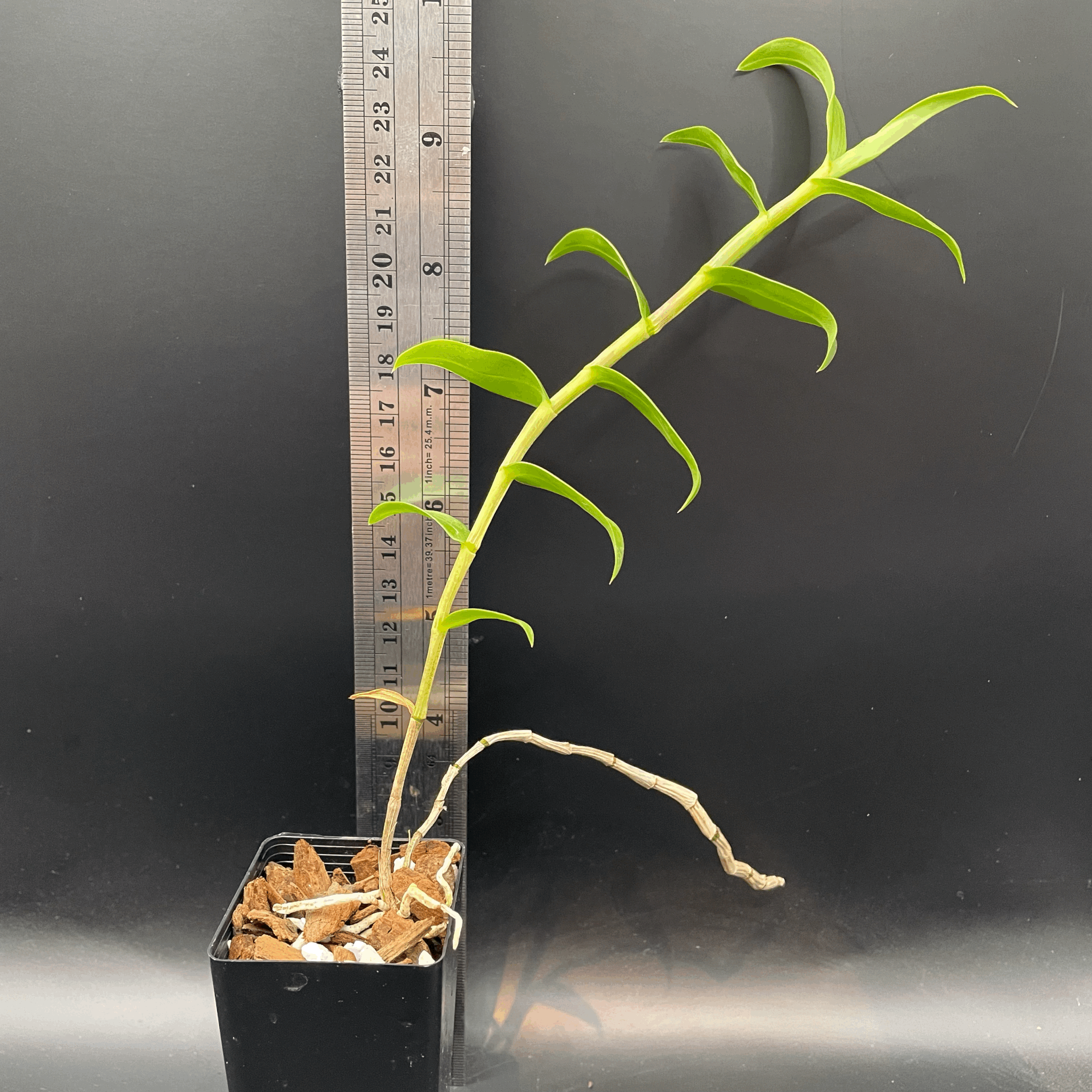 Dendrobium aphanochilum × victoriae-reginae flowering seedling for sale in NZ –  grown by Orchid Obsession