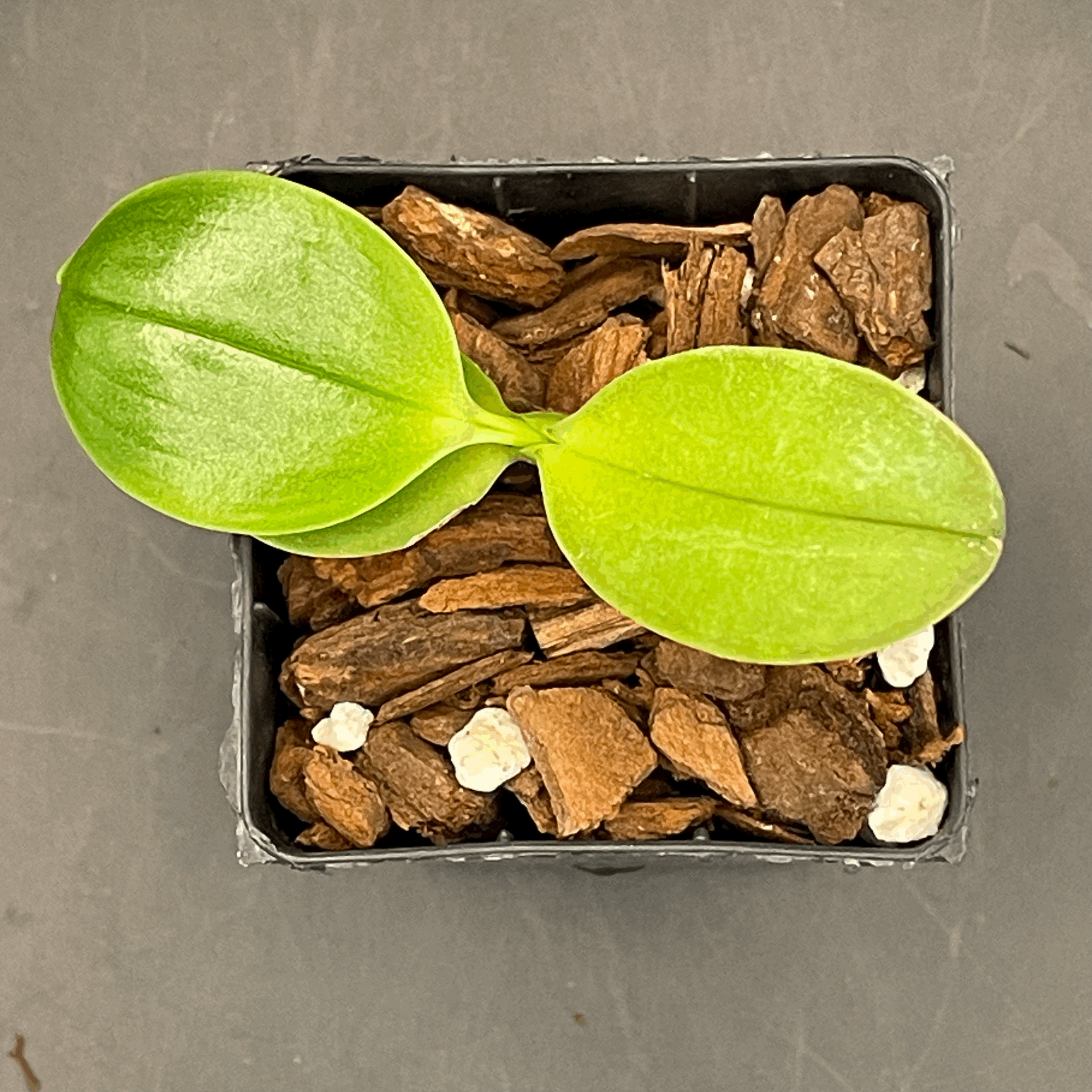 Phalaenopsis Sogo Golden seedling for sale in NZ – grown by Orchid Obsession