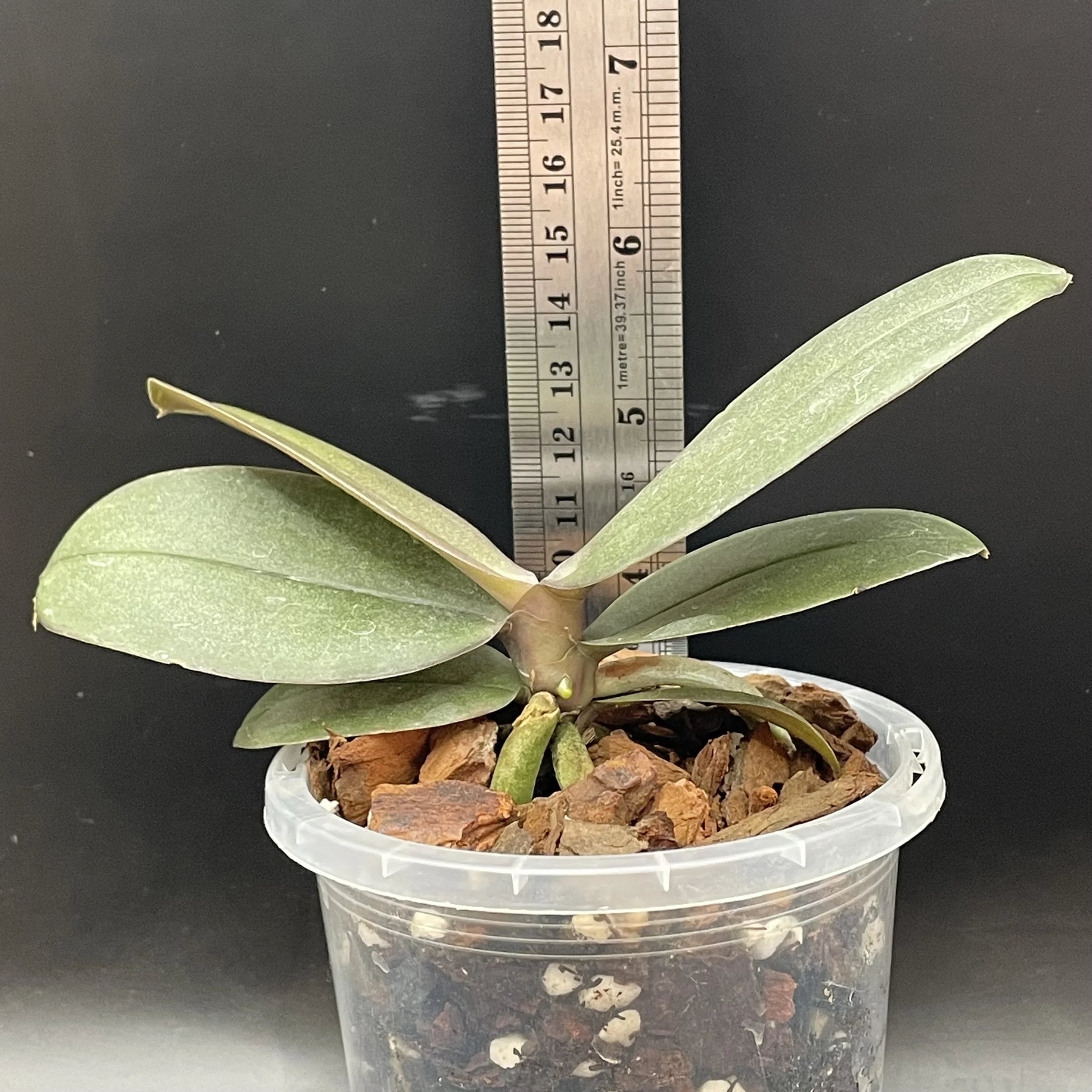 Phalaenopsis Brother Sara Gold 'Peloric' seedling for sale in NZ – grown by Orchid Obsession