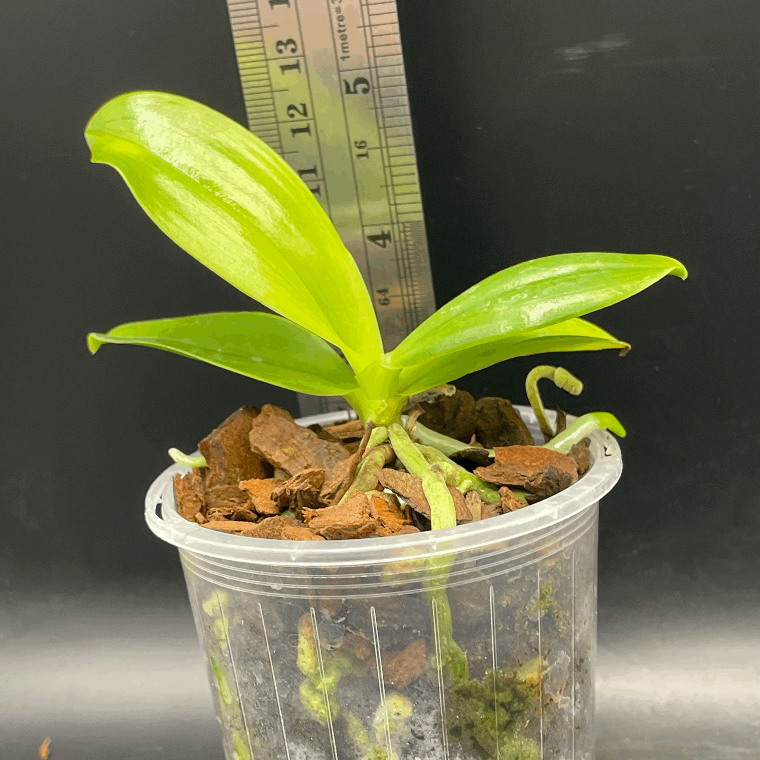 Phalaenopsis lueddemanniana seedling for sale in NZ - grown by Orchid Obsession
