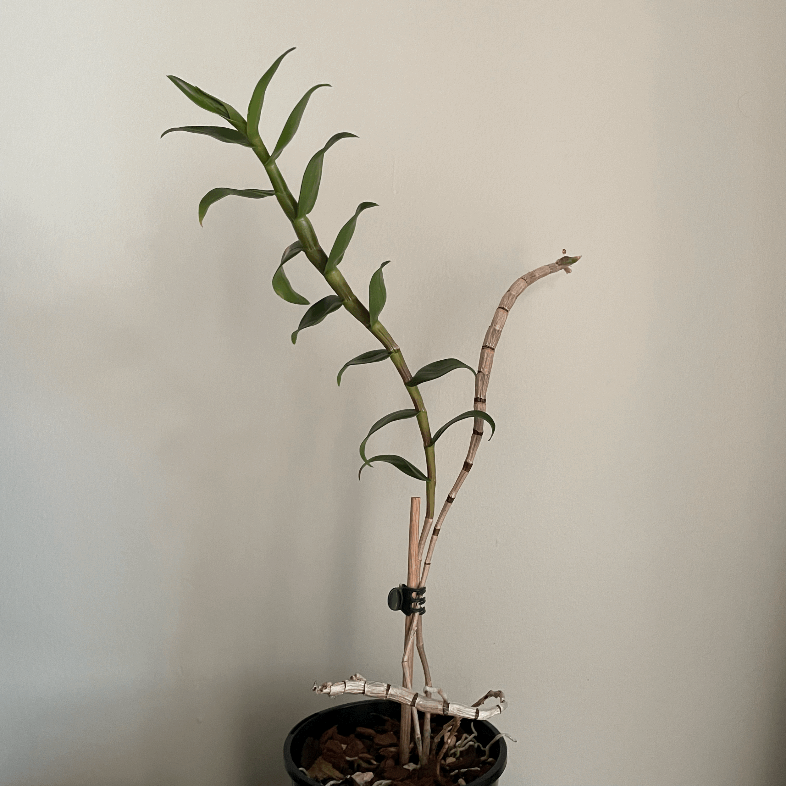 Dendrobium aphanochilum × victoriae-reginae hybrid seedling grown in Wellington by Orchid Obsession