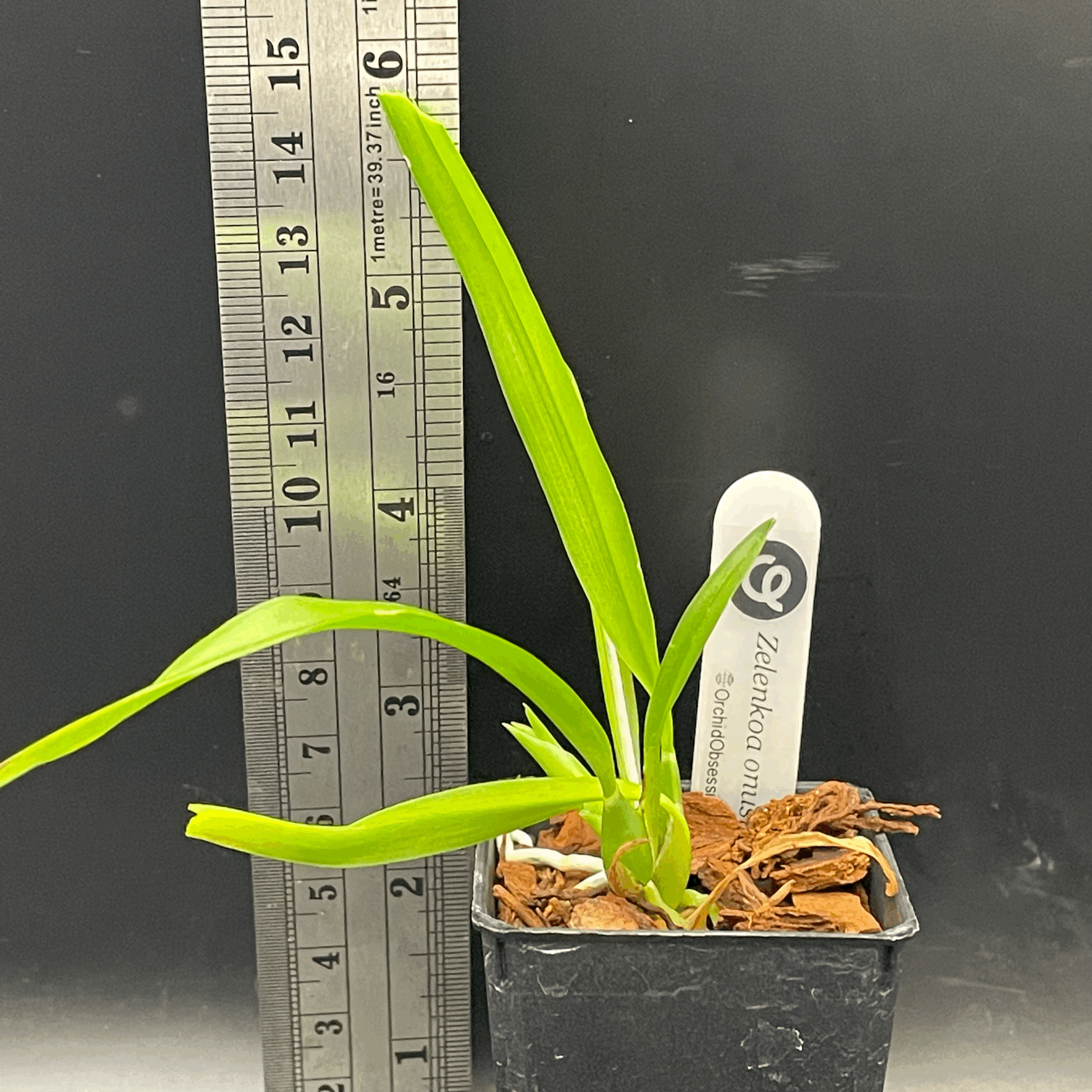 Plant for sale Copy Zelenkoa onusta seedling for sale in NZ - grown by Orchid Obsession