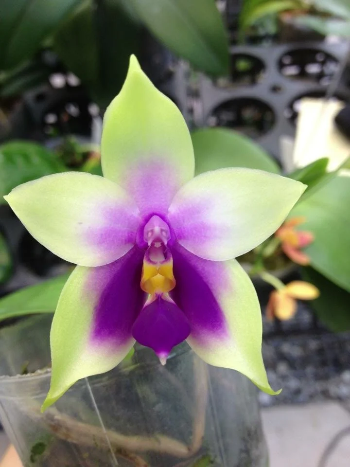Phalaenopsis bellina var. coerulea parent orchid – fragrant, waxy, blue-toned star-shaped flowers