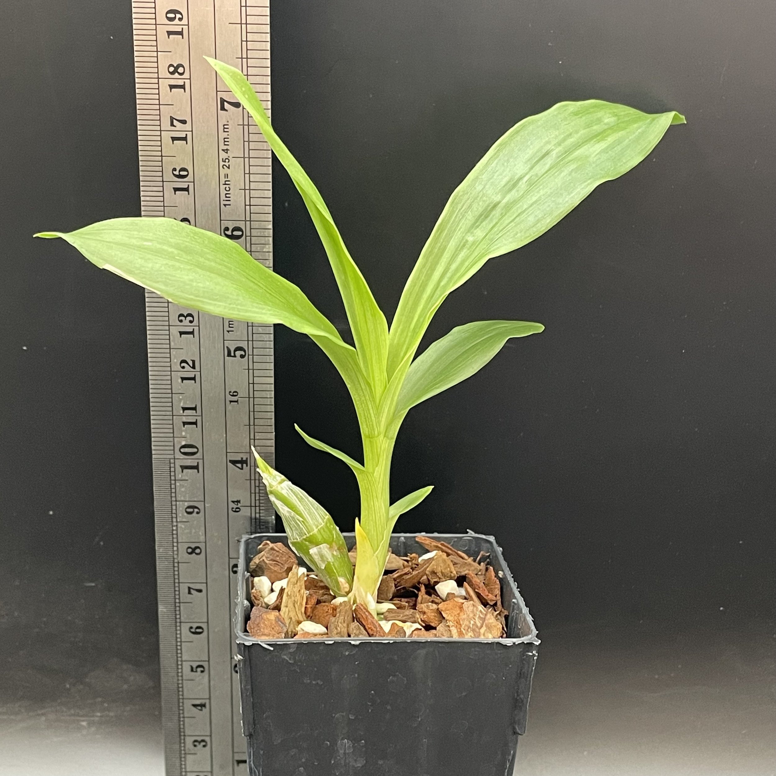 Clowesetum Somnis seedling for sale in NZ – grown by Orchid Obsession