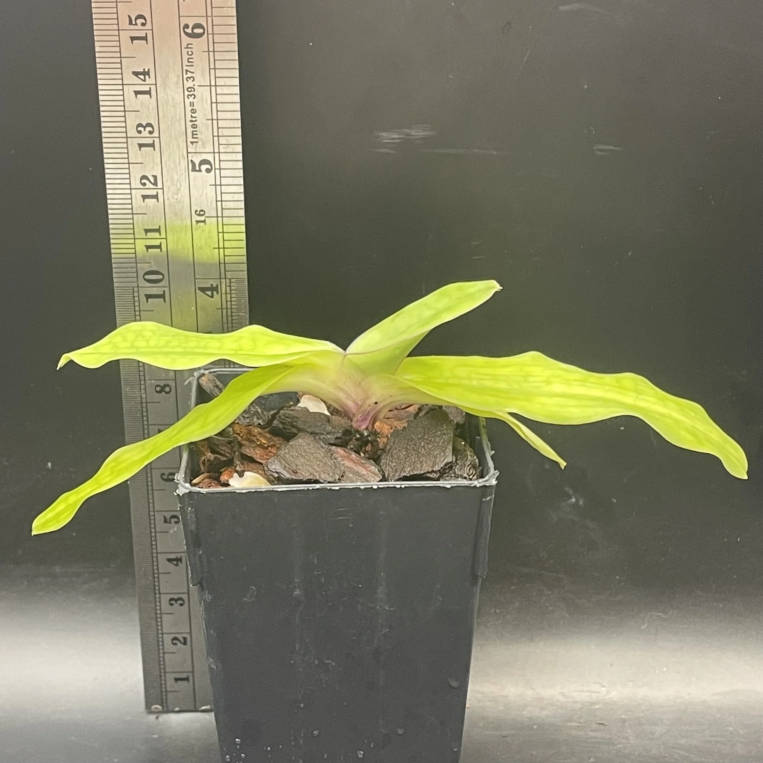 Paphiopedilum moquetteanum × sib (‘Humongus’ × ‘Sky Dweller’) seedling for sale in NZ – grown by Orchid Obsession