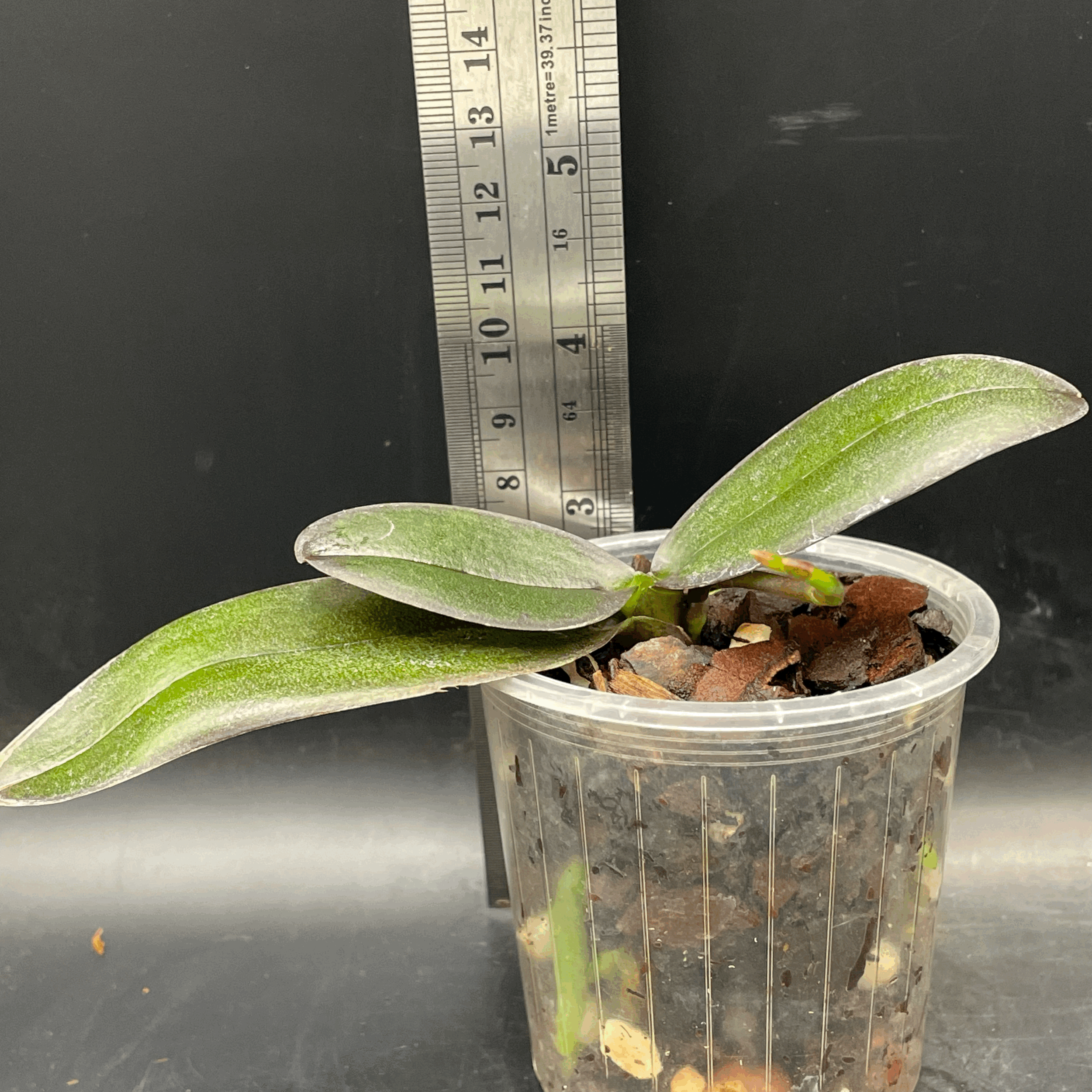 Phalaenopsis Lioulin Sparrow ‘Peloric’ seedling for sale in NZ – grown by Orchid Obsession