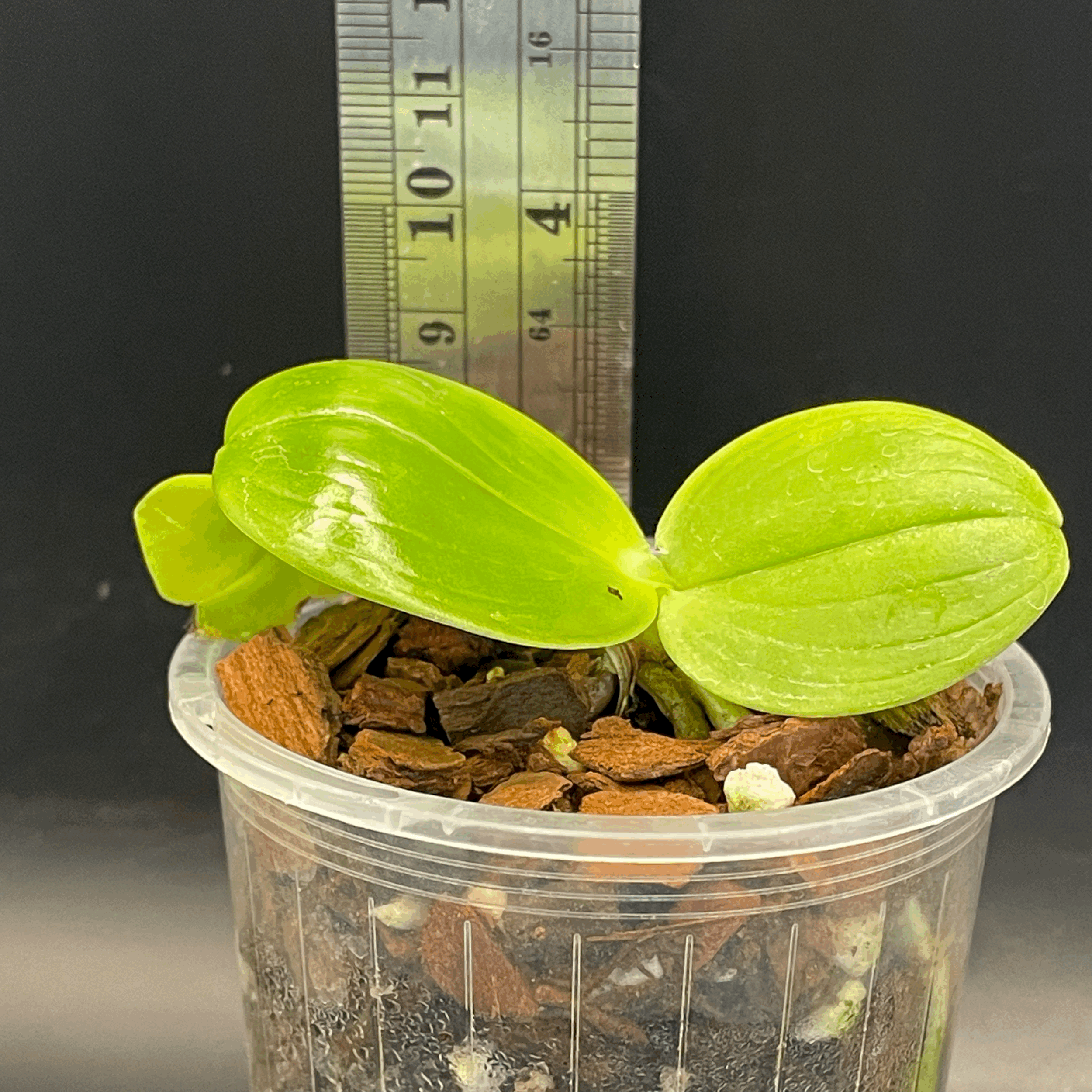 Phalaenopsis Mituo Reflex Bb ‘POM’ × Mituo Blue Smurfs ‘POM’ seedling for sale in NZ – grown by Orchid Obsession