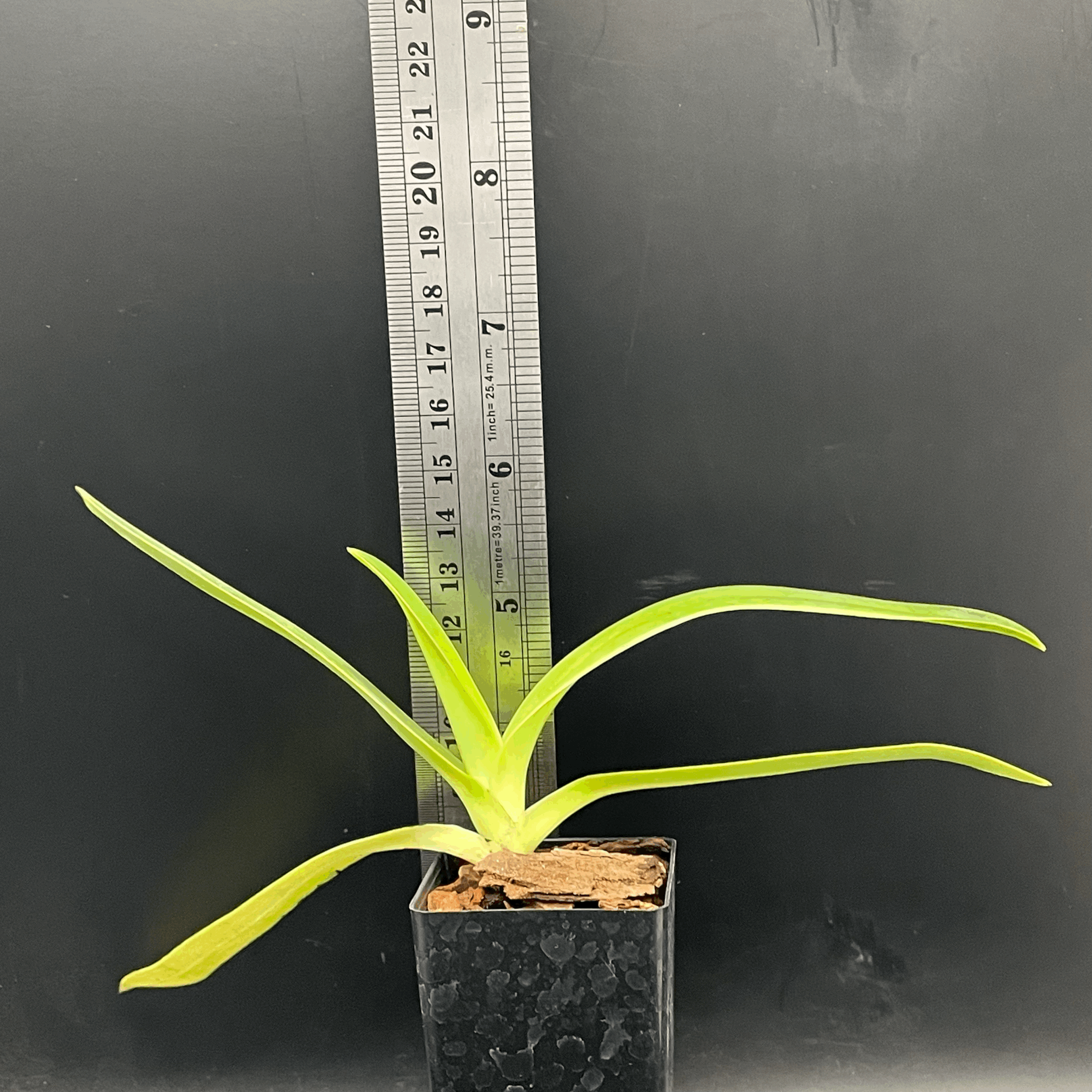 Paphiopedilum stonei × Hilo Black Eagle seedling for sale in NZ – grown by Orchid Obsession