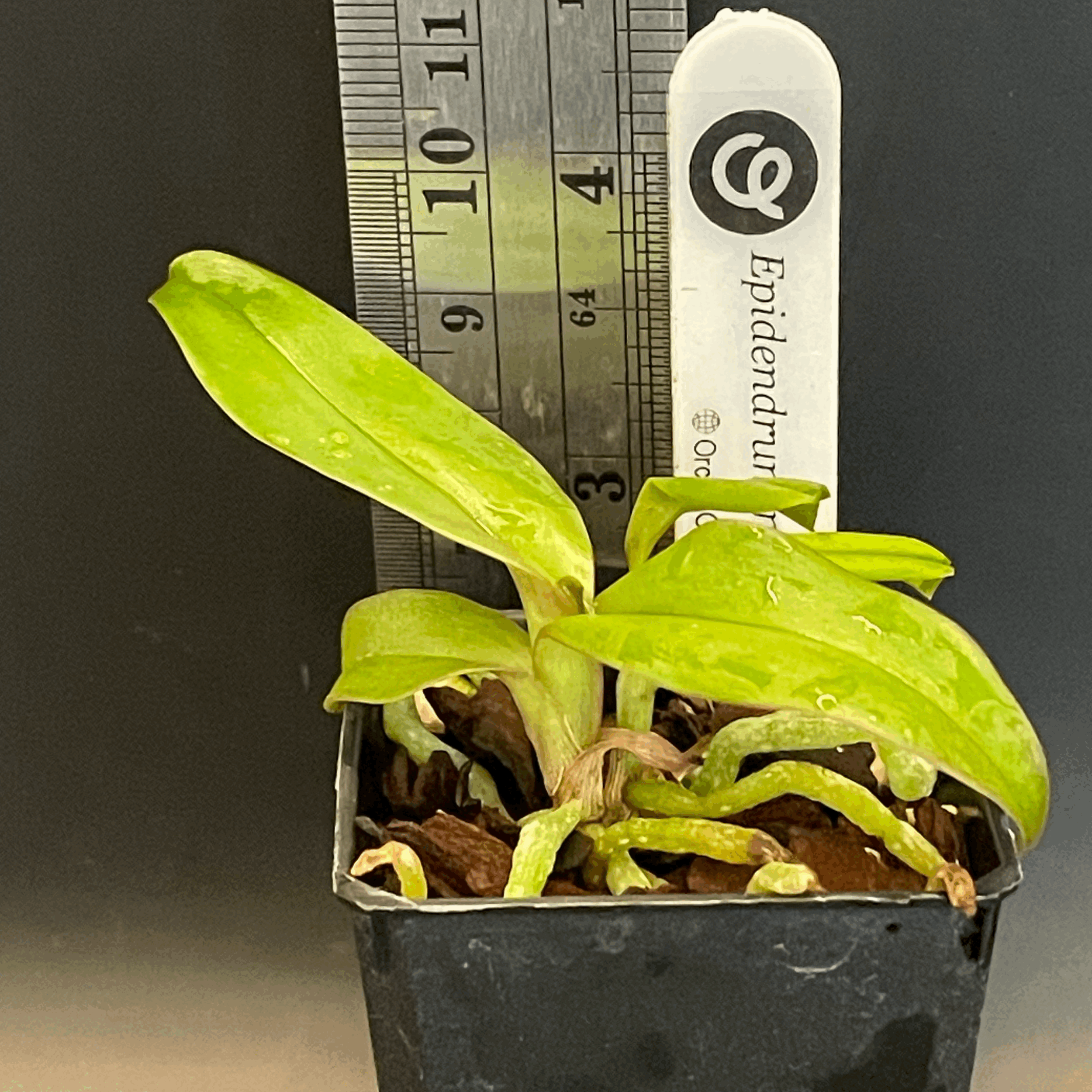 Epidendrum nocturnum seedling for sale in NZ - grown by Orchid Obsession