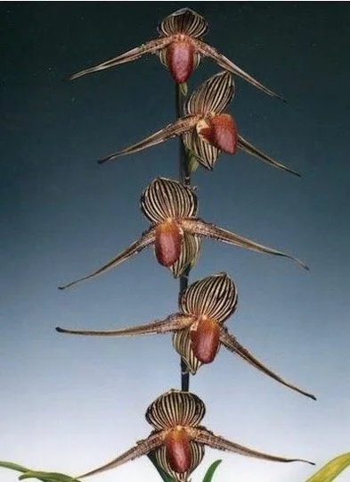 Paphiopedilum rothschildianum ‘Rising Sun’ parent orchid – example of the flower