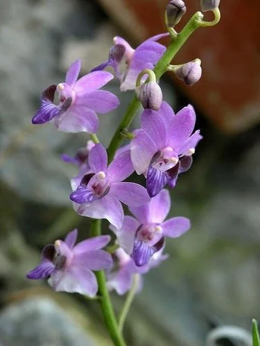 halaenopsis pulcherrima var. coerulea parent orchid – striking violet-blue flowers