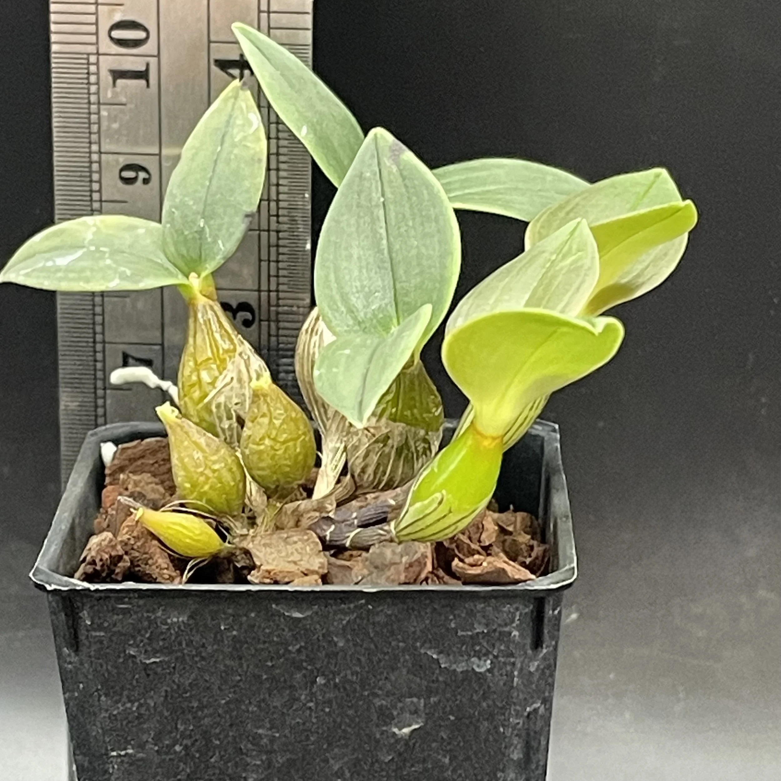 Dendrobium aberrans orchid for sale in NZ – grown by Orchid Obsession.