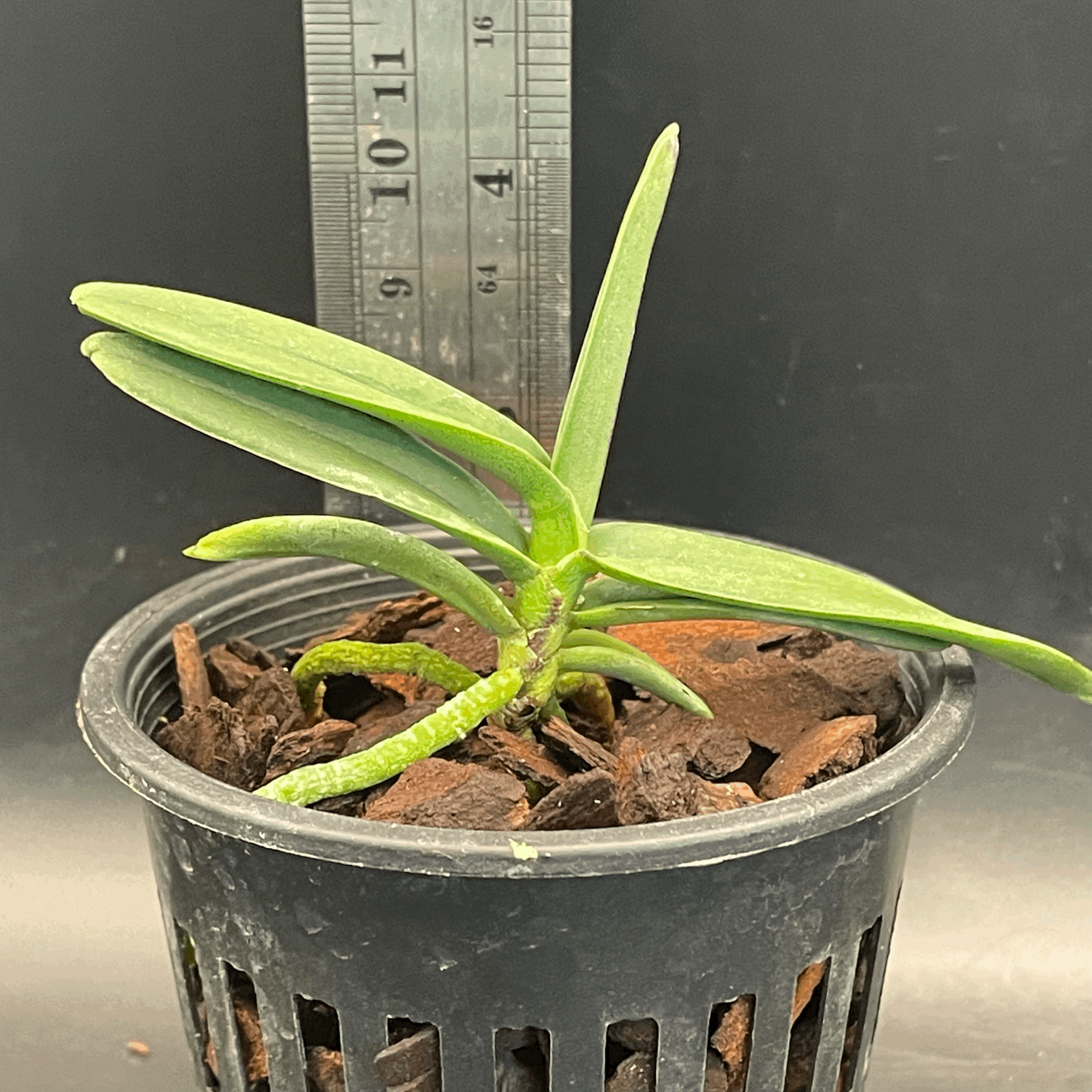 Renanthera bella seedling for sale in NZ – grown by Orchid Obsession