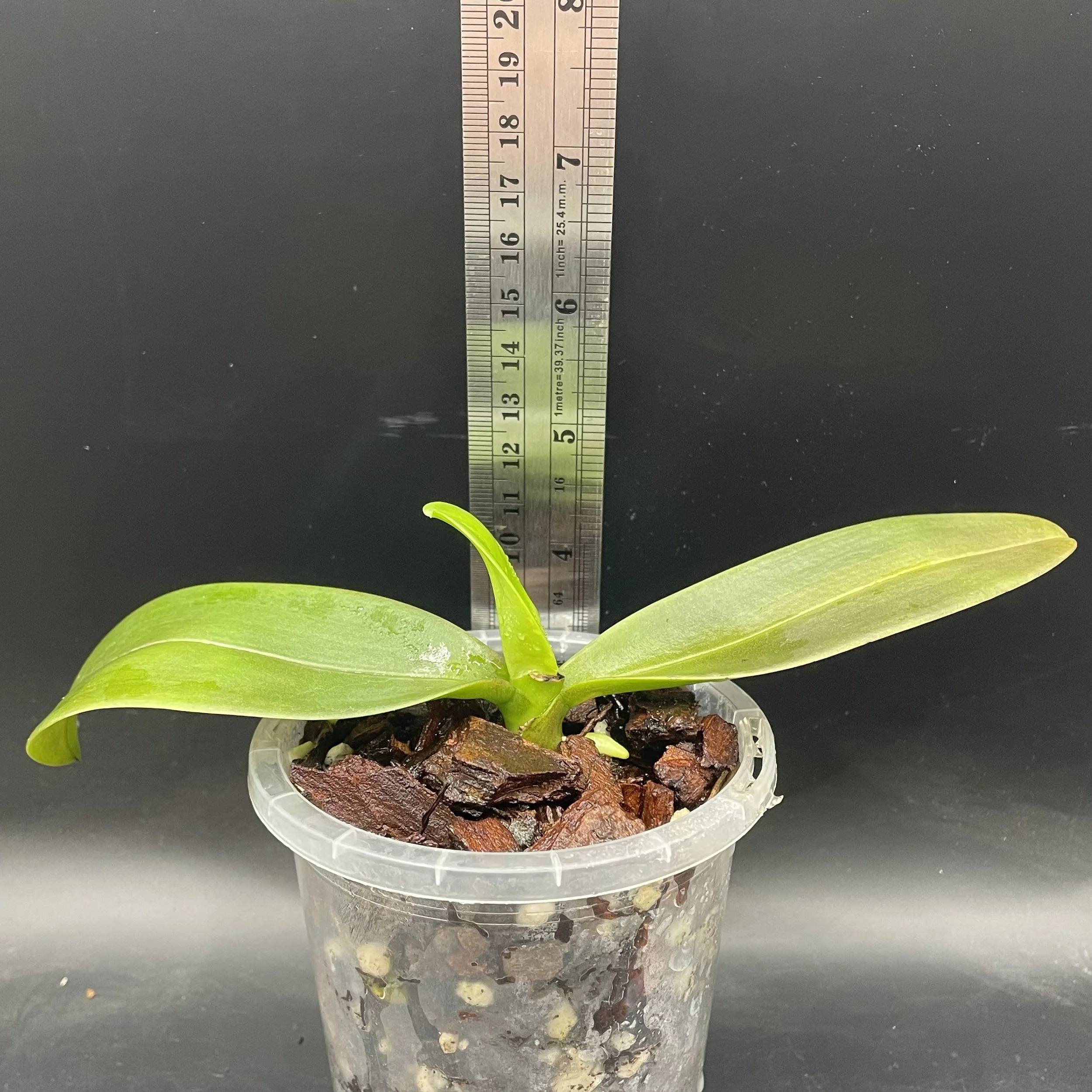 Phalaenopsis equestris var. aparri seedling for sale in NZ – grown by Orchid Obsession