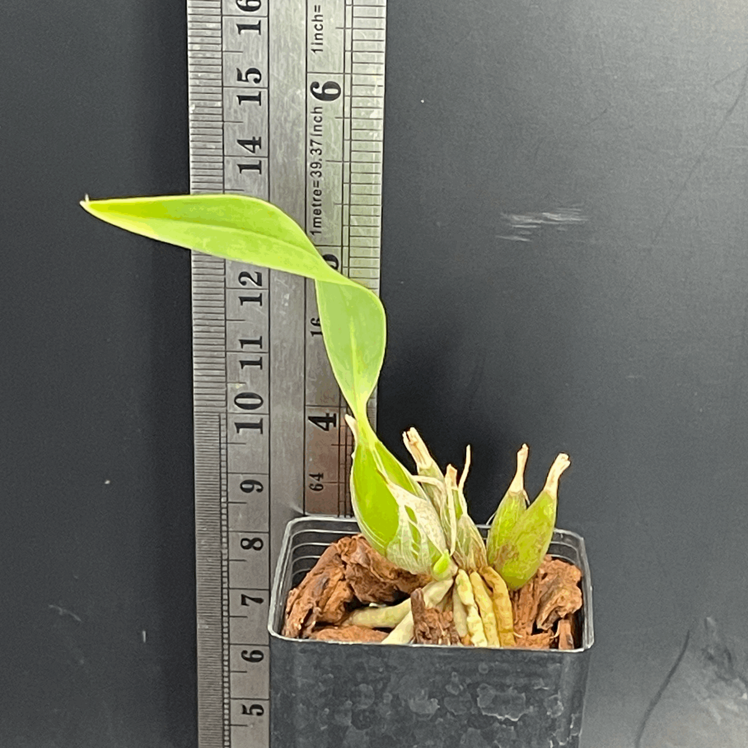 Prosthechea mariae seedling for sale in NZ - grown by Orchid Obsession