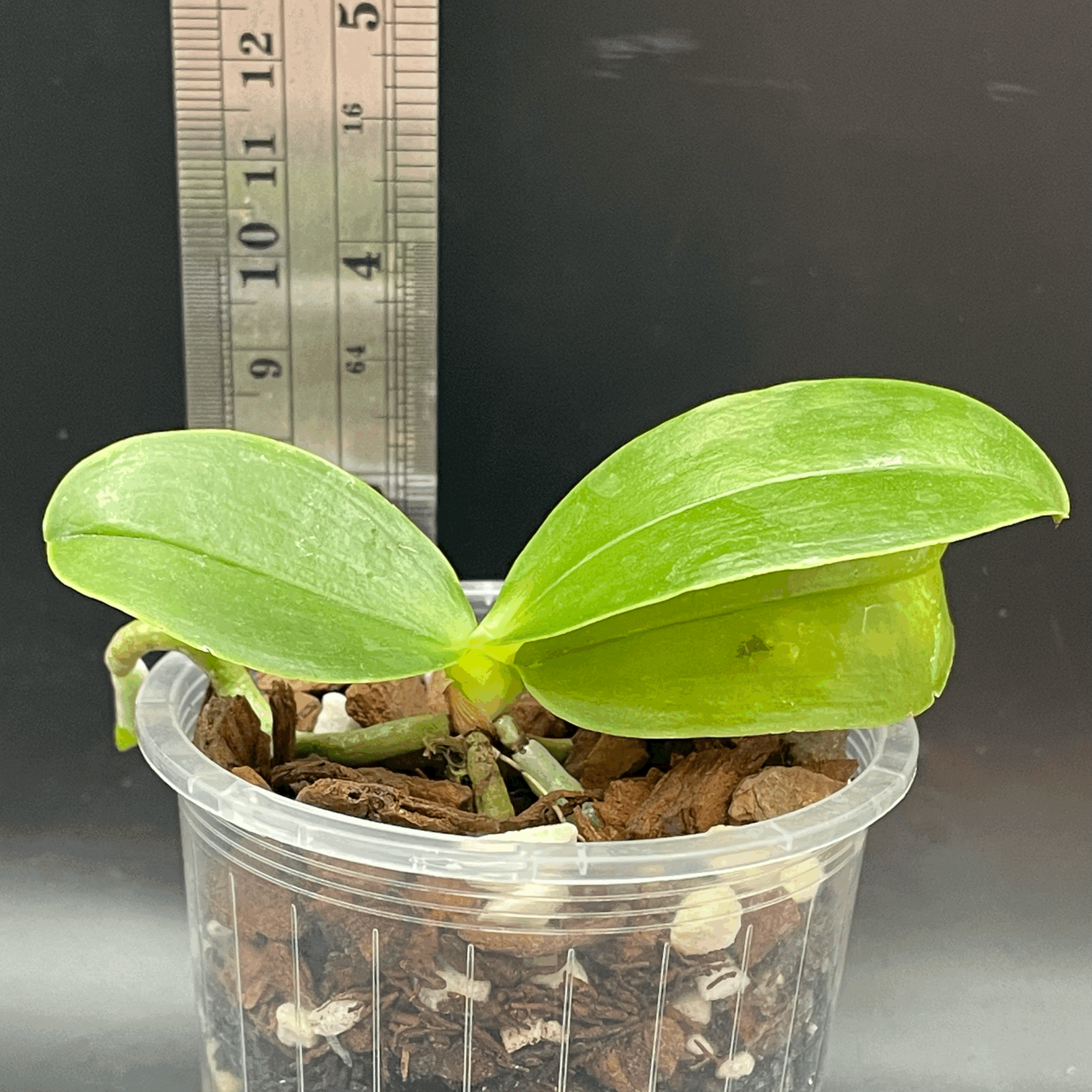 Phalaenopsis Mituo Gelb Eagle "Y1" x Phalaenopsis amboinensis var. flava seedling for sale in NZ – grown by Orchid Obsession.