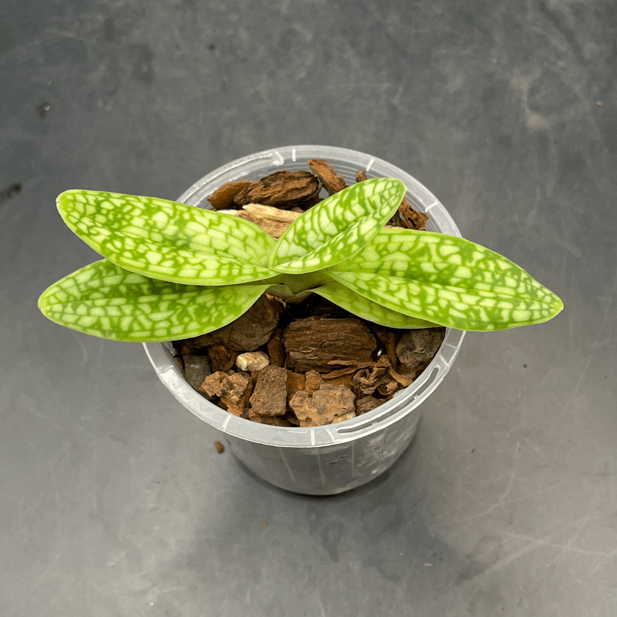 Paphiopedilum delenatii var. album (‘Elim’ × ‘Shun Fa’) seed‑grown plant for sale in NZ – grown by Orchid Obsession