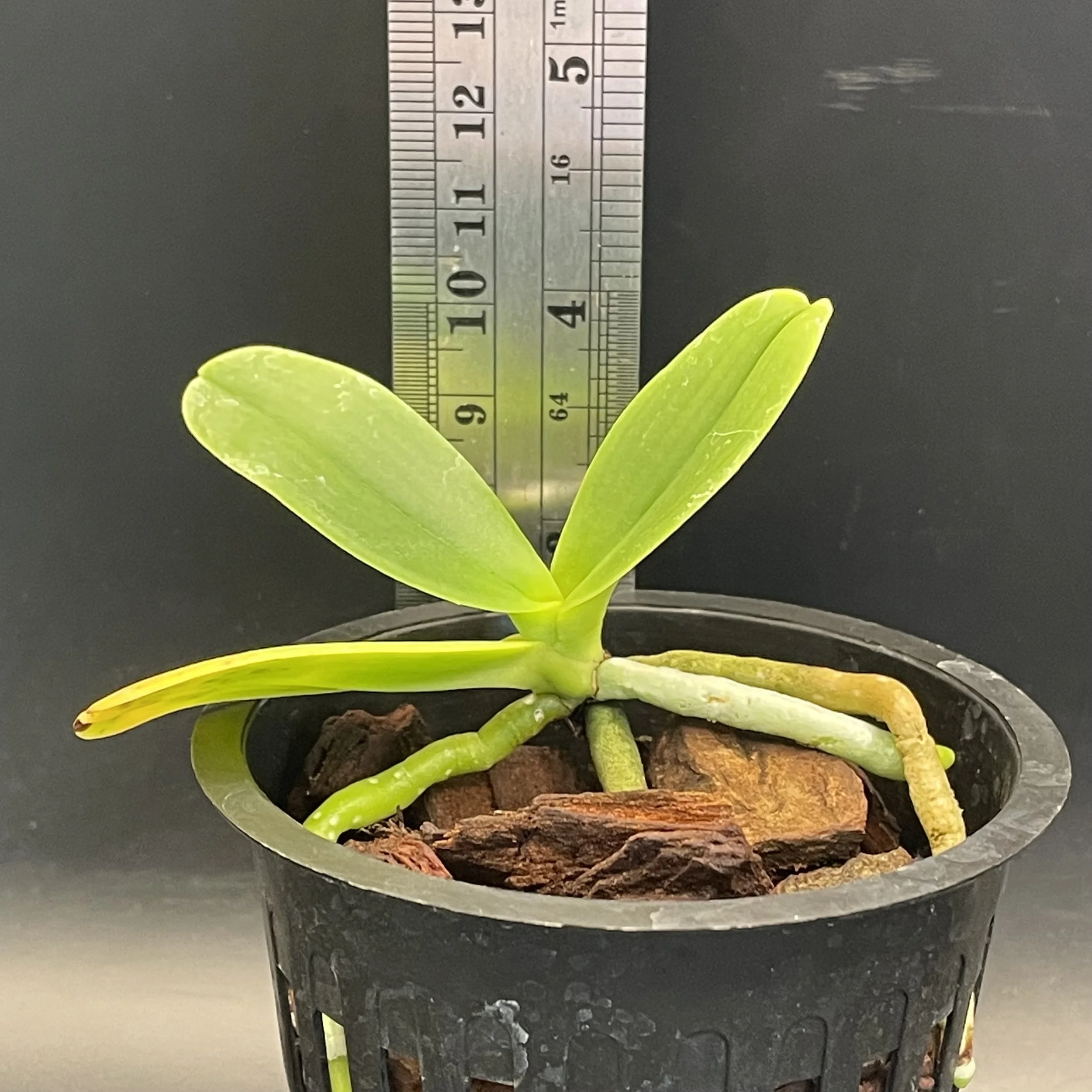 Phalaenopsis hygrochila seedling for sale in NZ – grown by Orchid Obsession