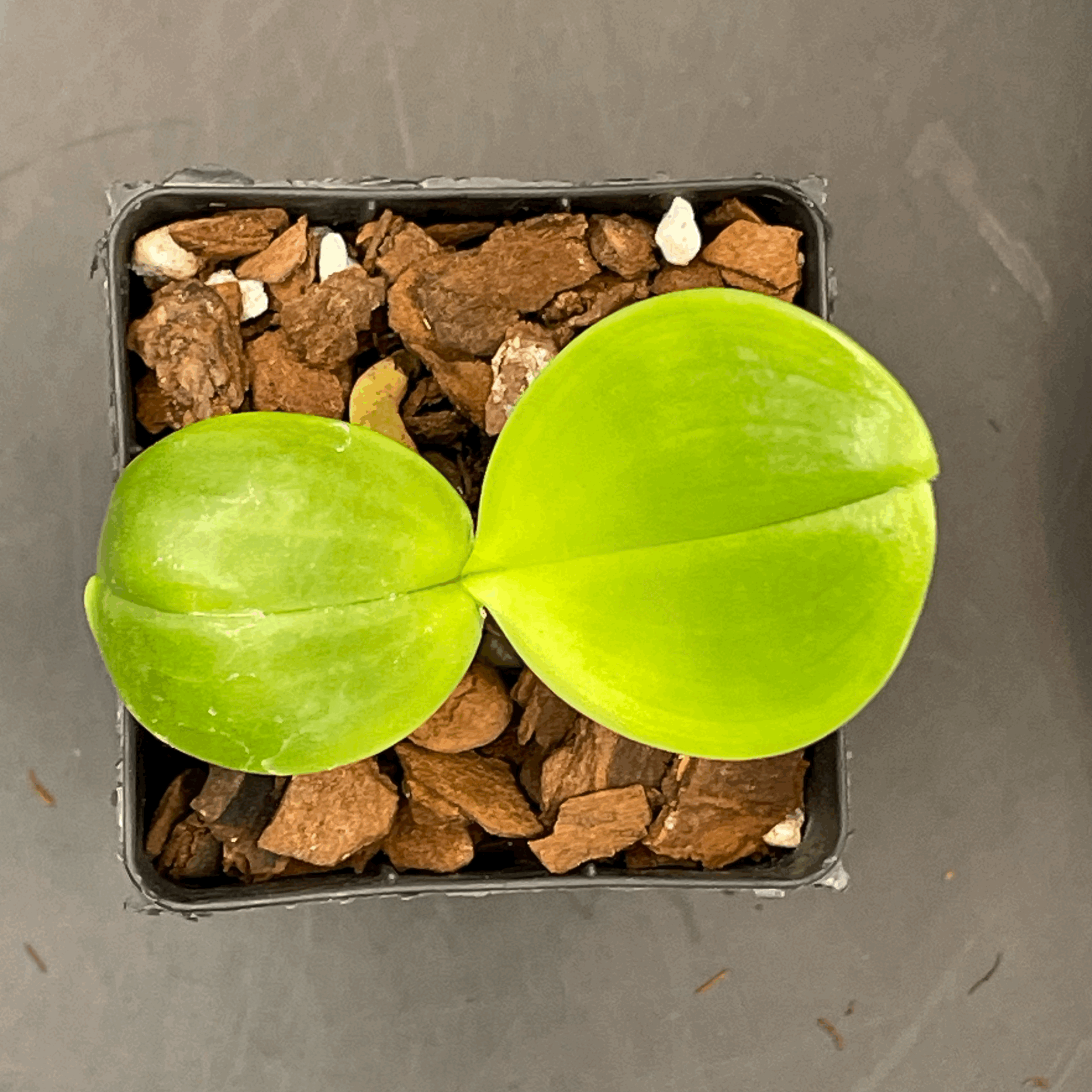 Phalaenopsis Tan Swee Kim × Mituo 24 Solar Terms ‘POM’ seedling for sale in NZ – grown by Orchid Obsession