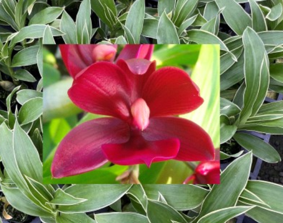 Cycnodes Wine Delight 'J.E.M.' FCC/AOS