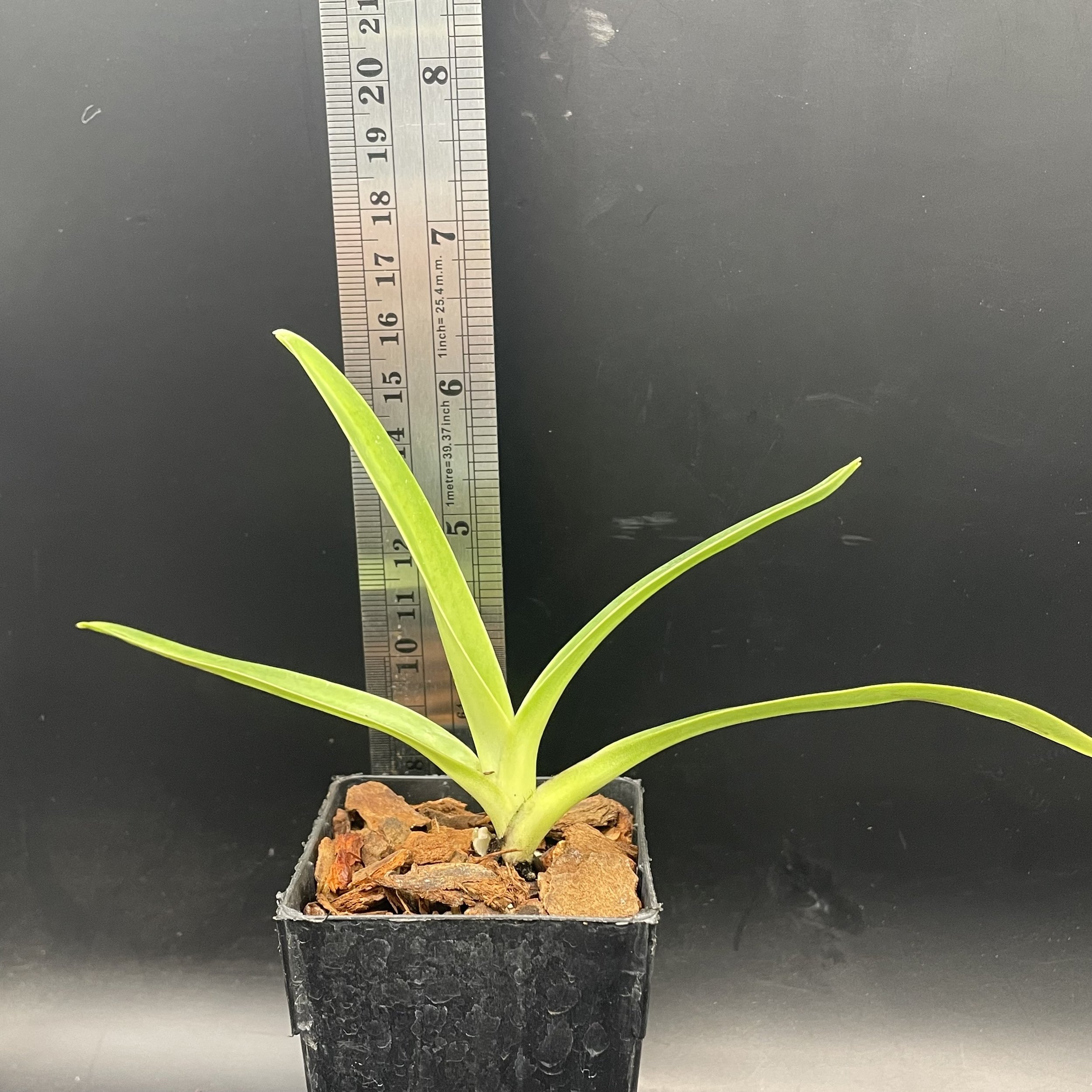 Paphiopedilum stonei × Hilo Black Eagle seedling for sale in NZ – grown by Orchid Obsession