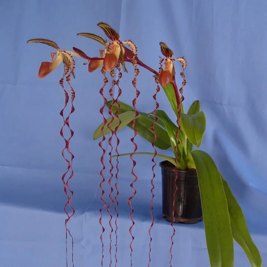 PAS0639+Paph.+sanderianum+%27Dr.+John%27+AM+86+pts__62561.1587524031.jpg