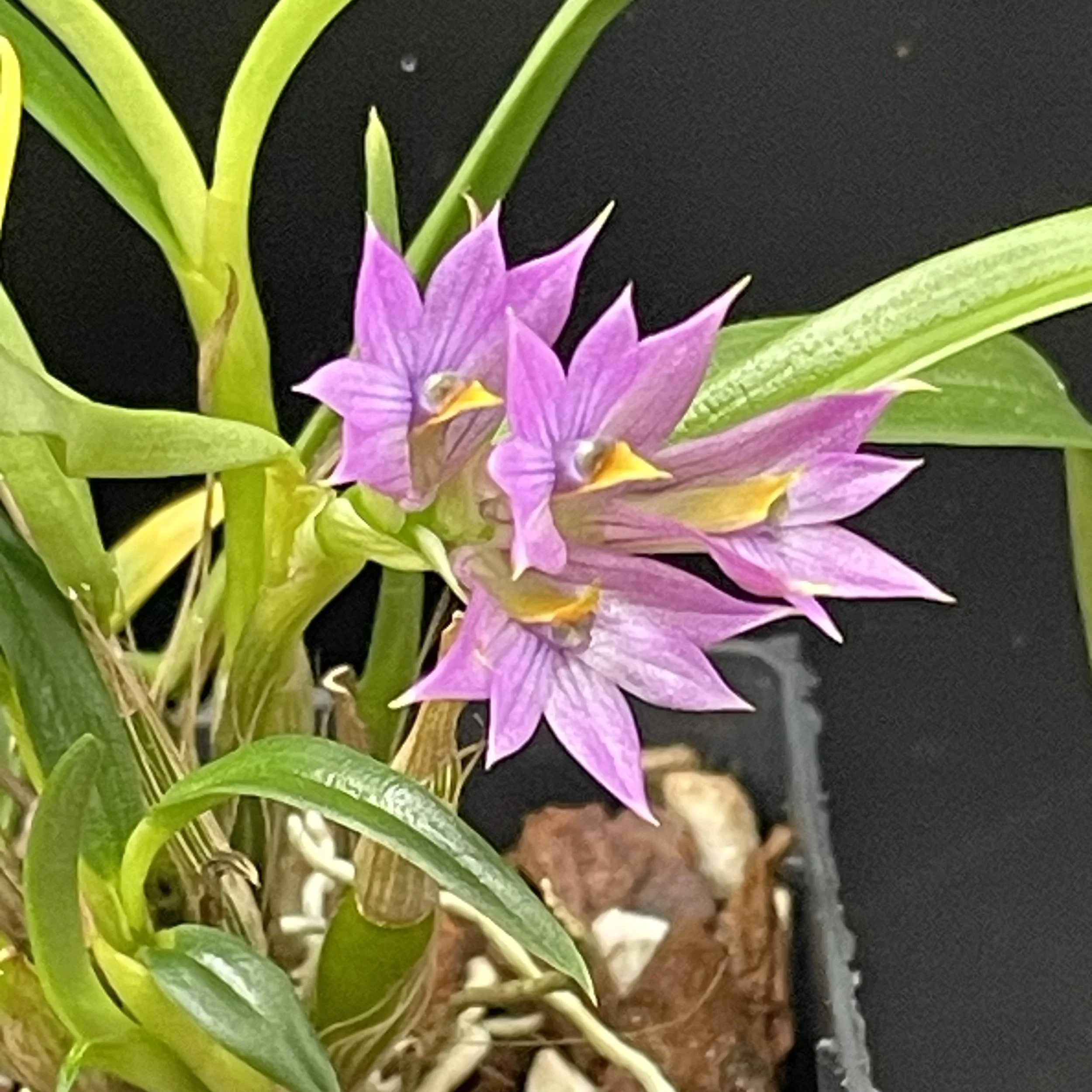 Dendrobium Standing Ovation hybrid with soft pink blooms
