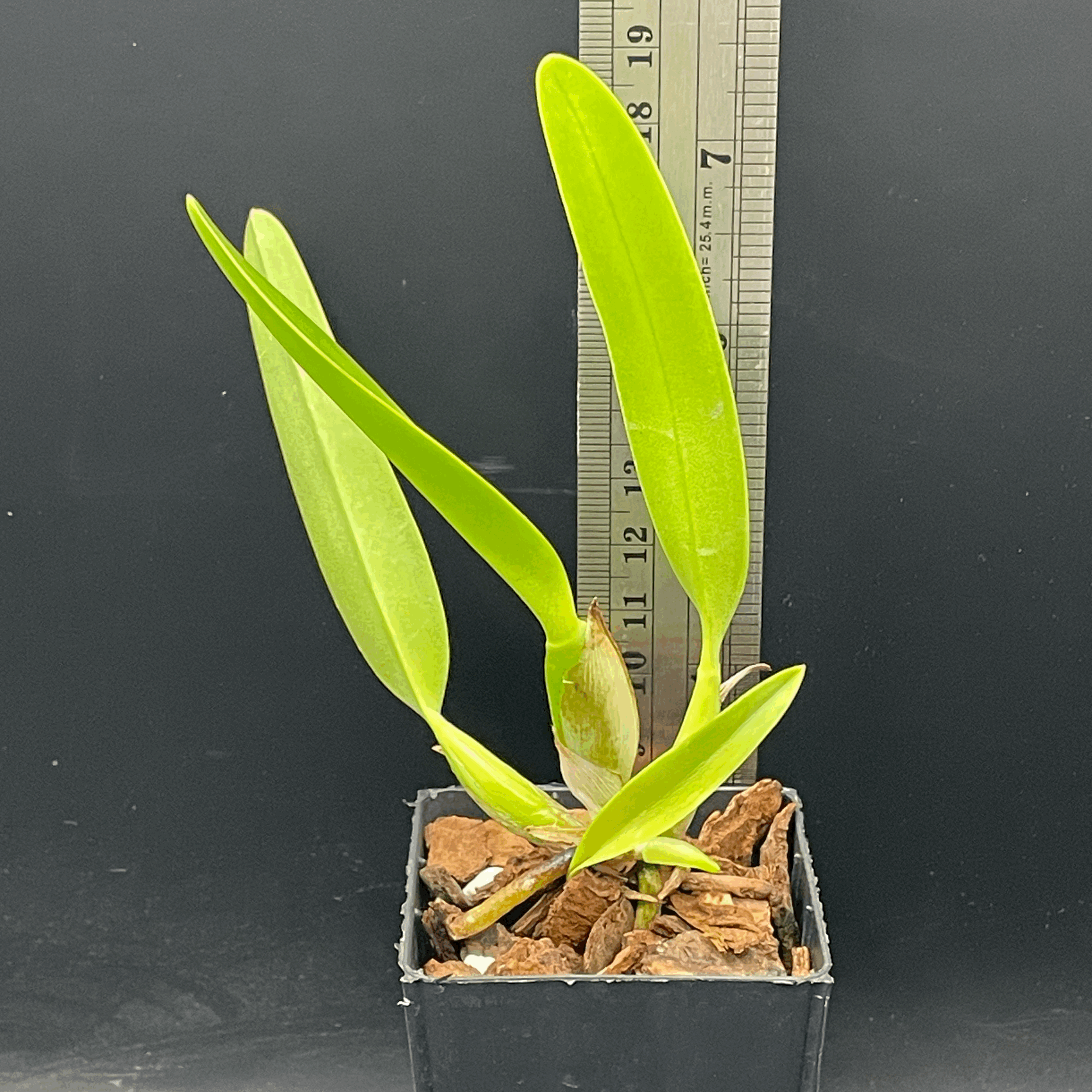 Rechingerara Smart Lady seedling for sale in NZ – hybrid grown by Orchid Obsession