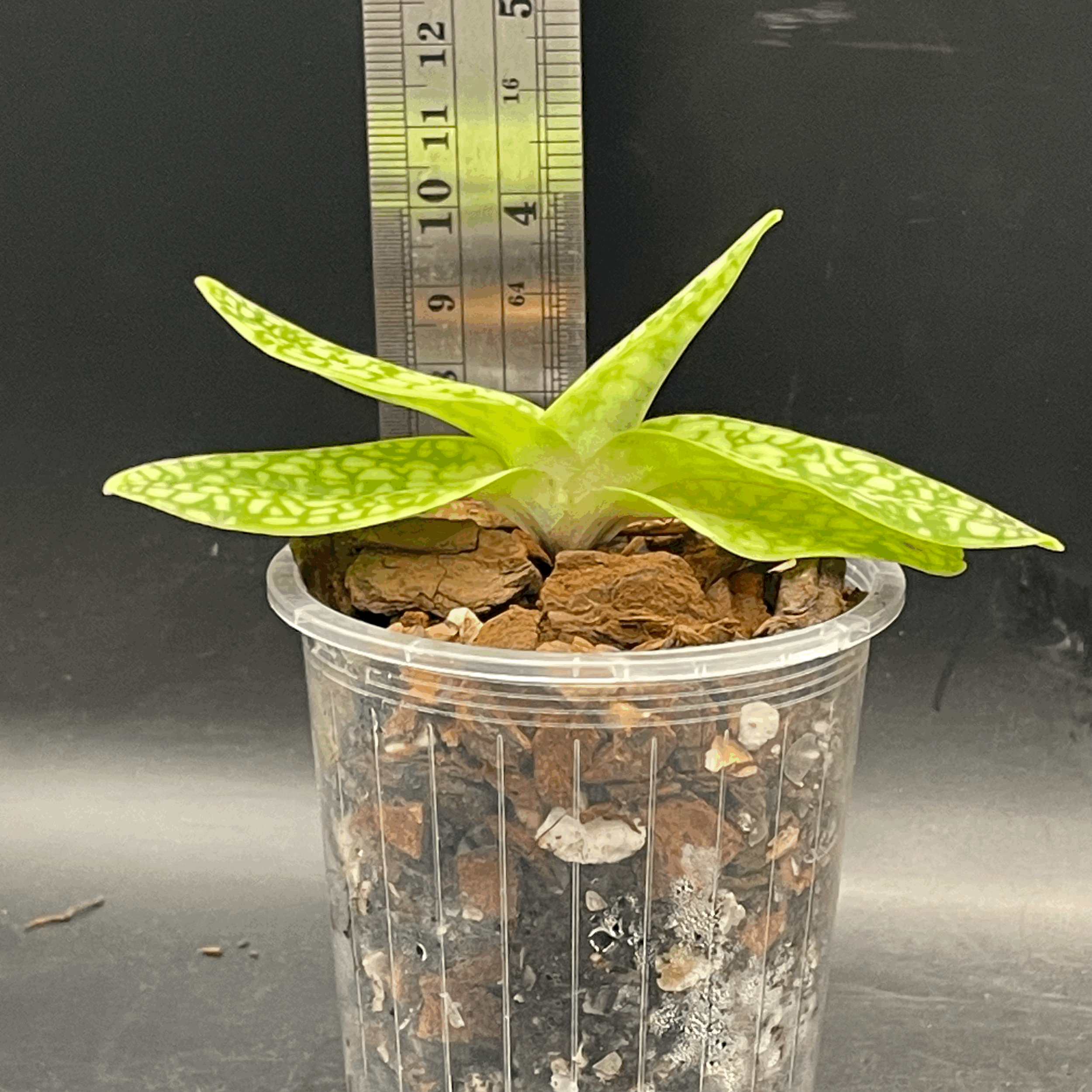 Paphiopedilum delenatii var. album (‘Elim’ × ‘Shun Fa’) seed‑grown plant for sale in NZ – grown by Orchid Obsession