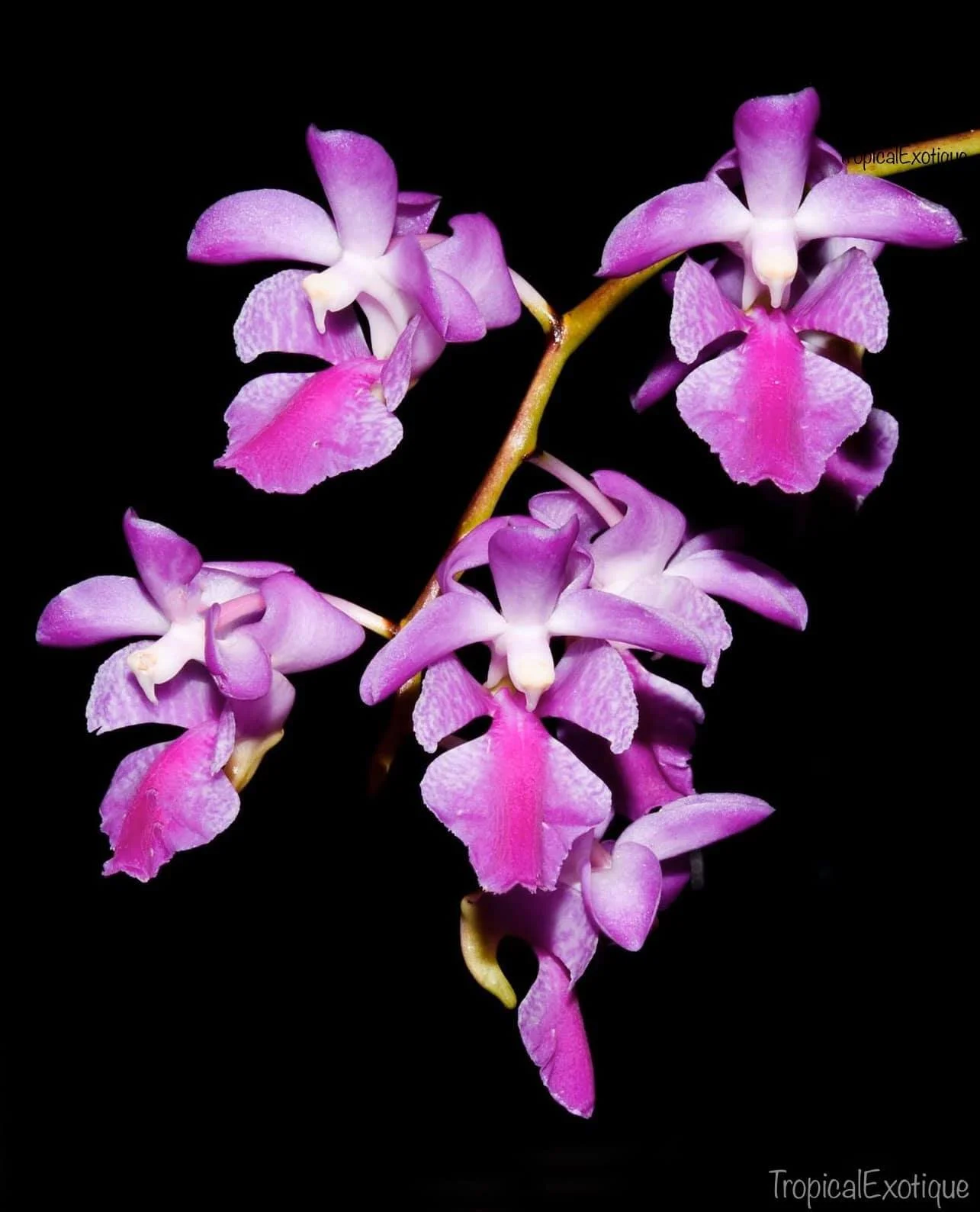 Close-up of Aerides crassifolia flowers – delicate purple-pink petals with subtle fragrance