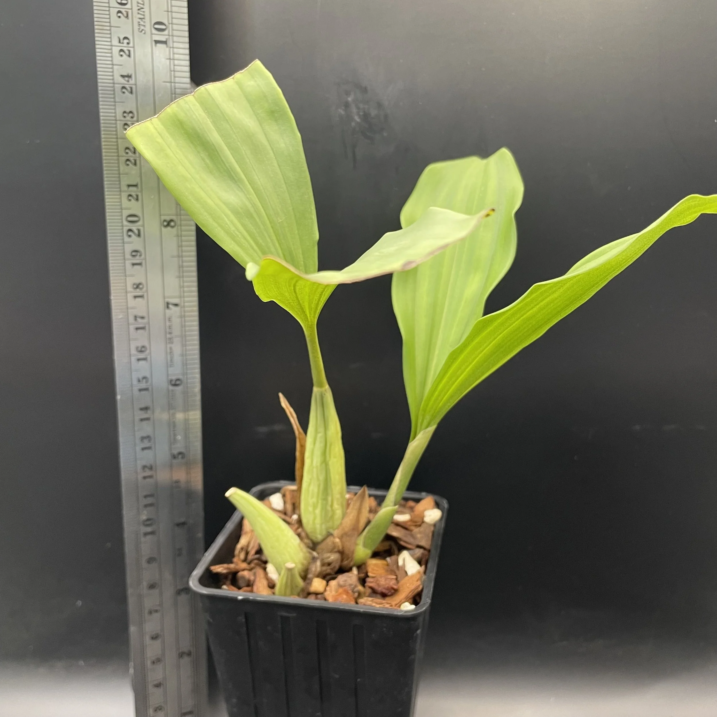 Coelogyne velutina ‘Pink’ seedling for sale in NZ – grown by Orchid Obsession.