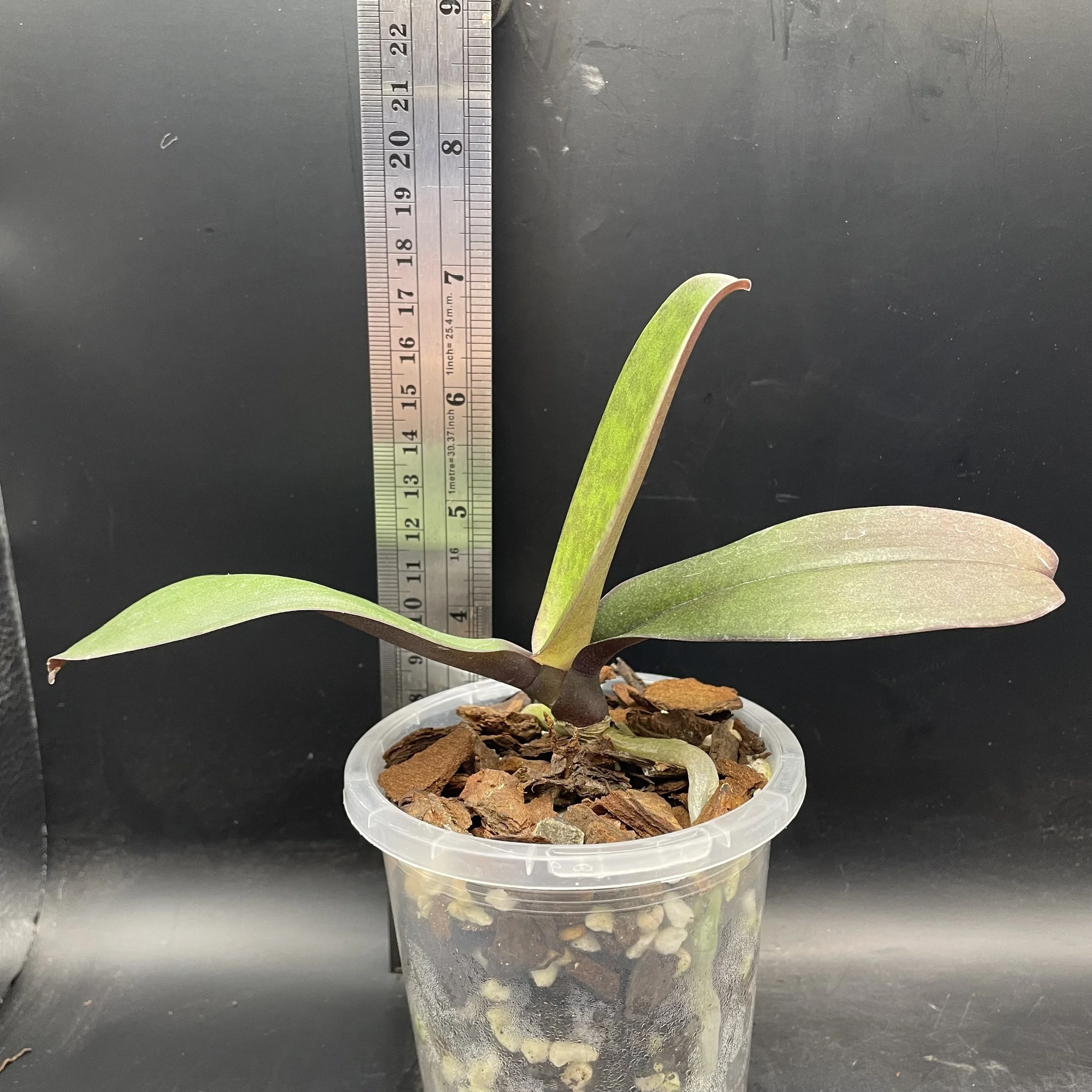 Phalaenopsis I-Hsin Rose Milkshake ‘Peloric’ seedling for sale in NZ – healthy young plant grown by Orchid Obsession