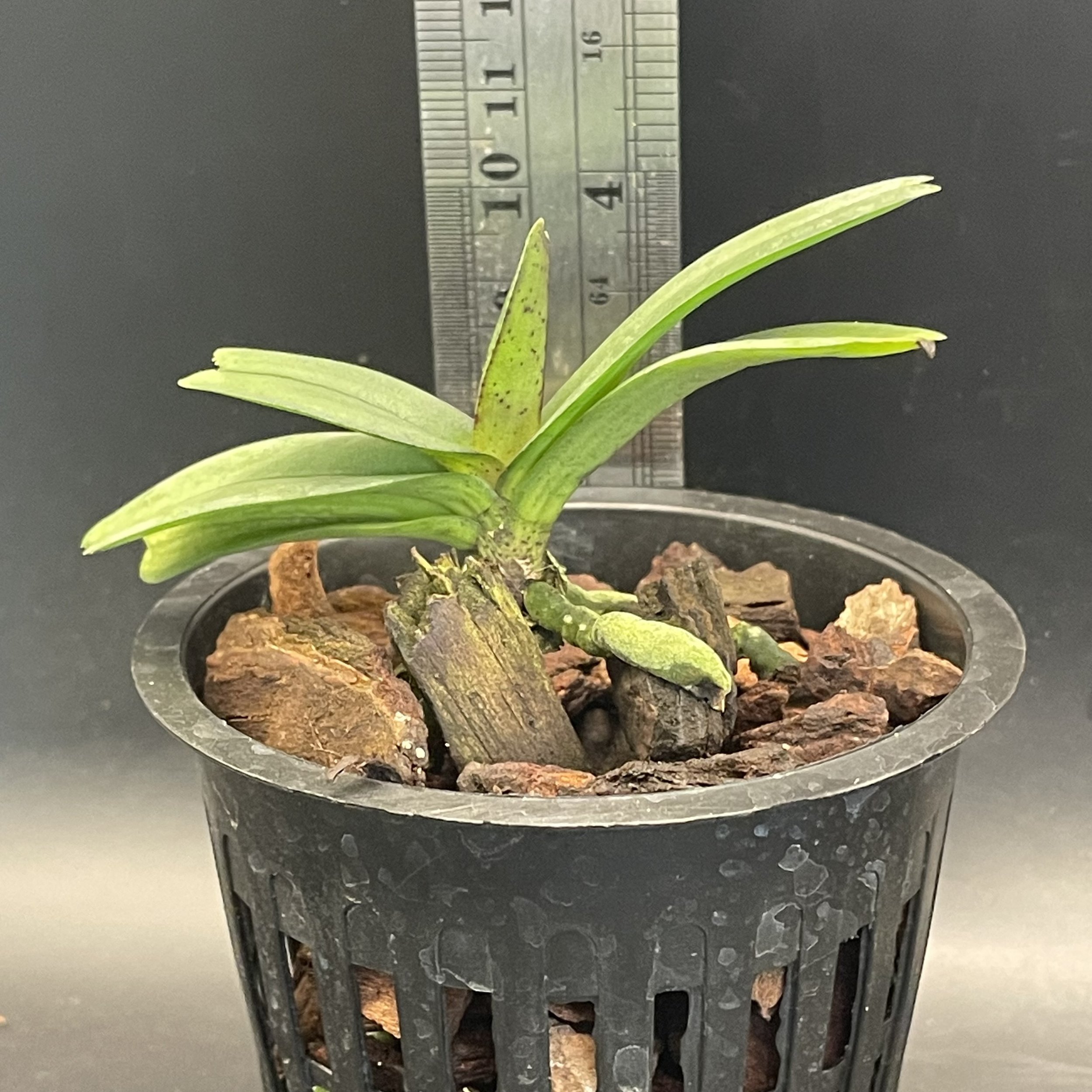 Rhynchostylis retusa seedling for sale in NZ –  grown by Orchid Obsession