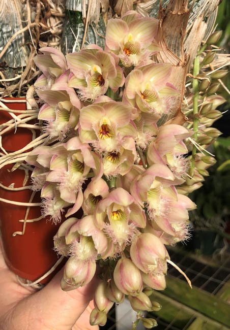 Clowesia Grace Dunn ‘Live Oak’ HCC/AOS parent orchid – fragrant blooms with frilly lips