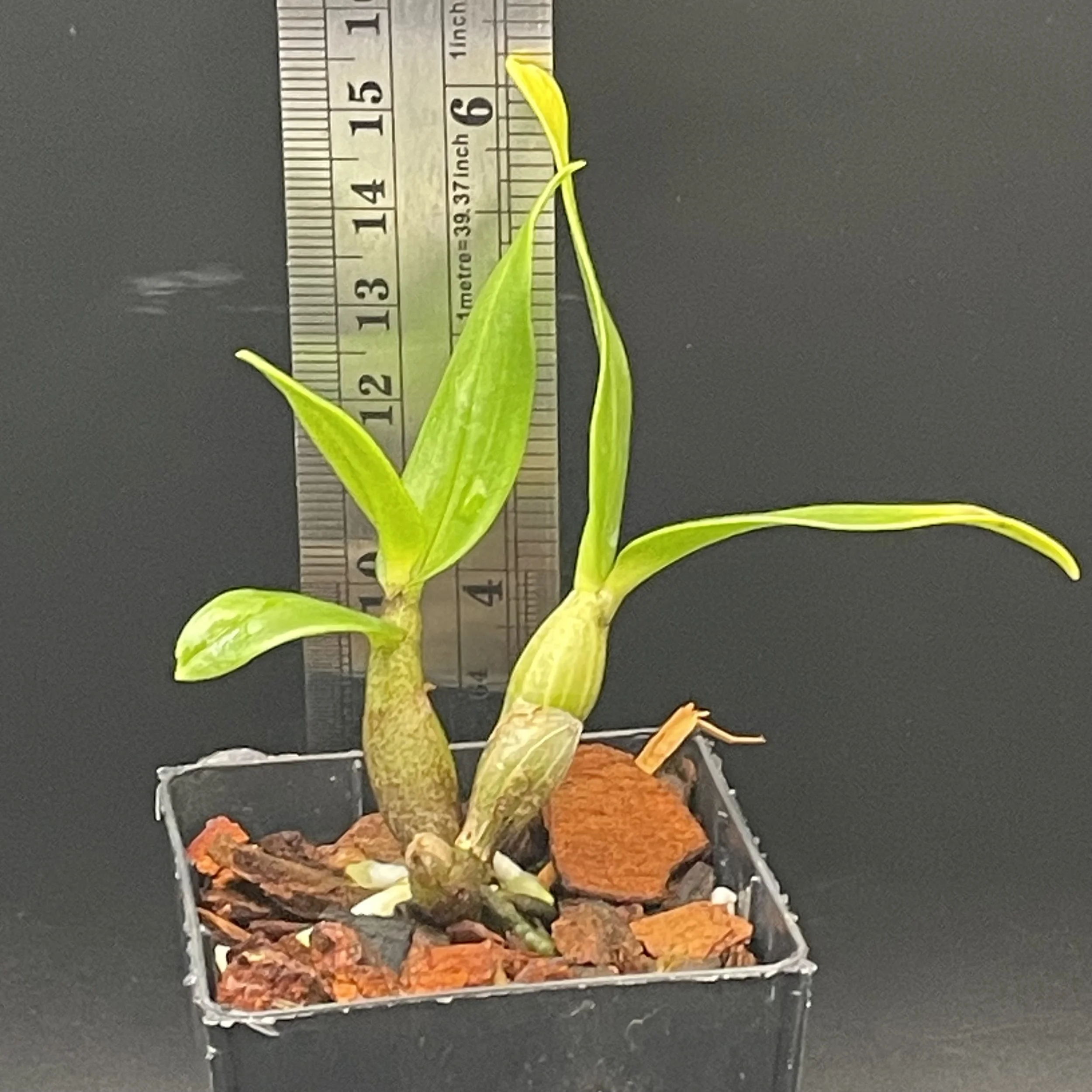 Dendrobium Roongkamol Vejvarut 'Yellow Form' seedling for sale in NZ – grown by Orchid Obsession